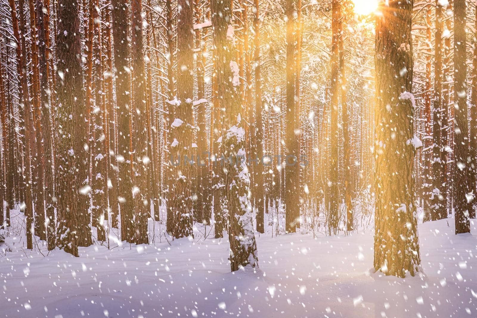 Sunset or sunrise in the winter pine forest with falling snow. Rows of pine trunks with the sun's rays passing through them. Snowfall.