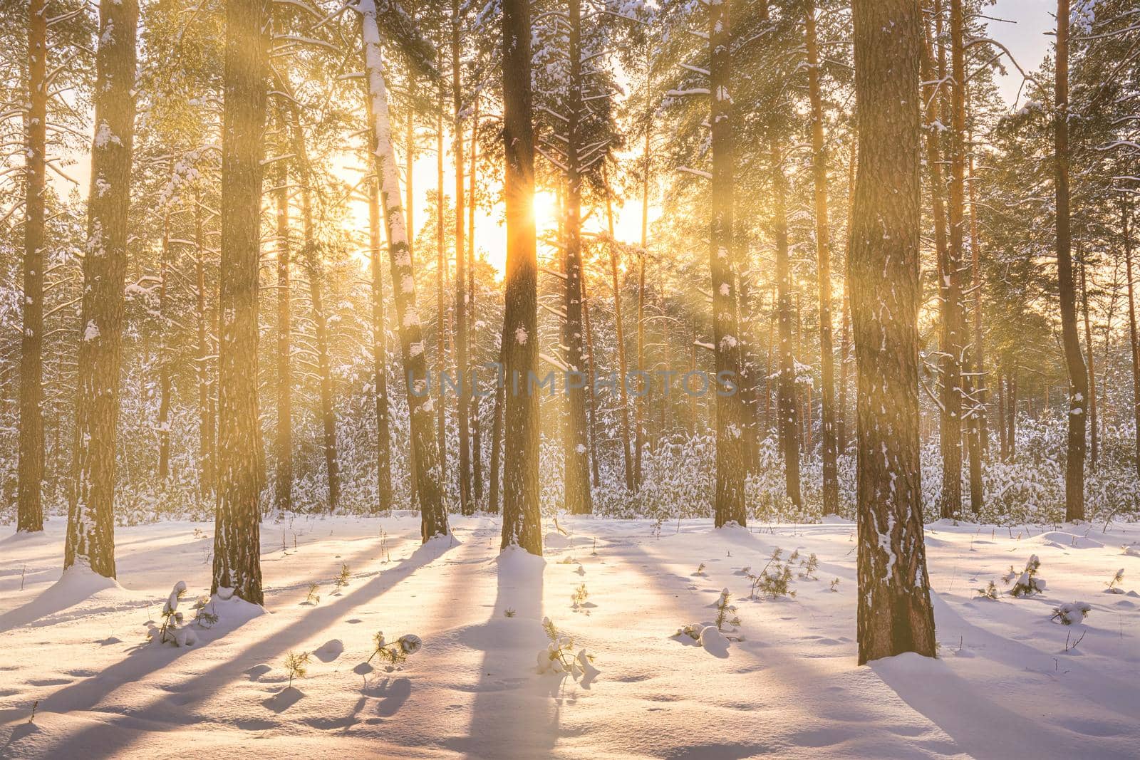 Sunset or sunrise in the winter pine forest covered with a snow. Rows of pine trunks with the sun's rays. Snowfall. by Eugene_Yemelyanov