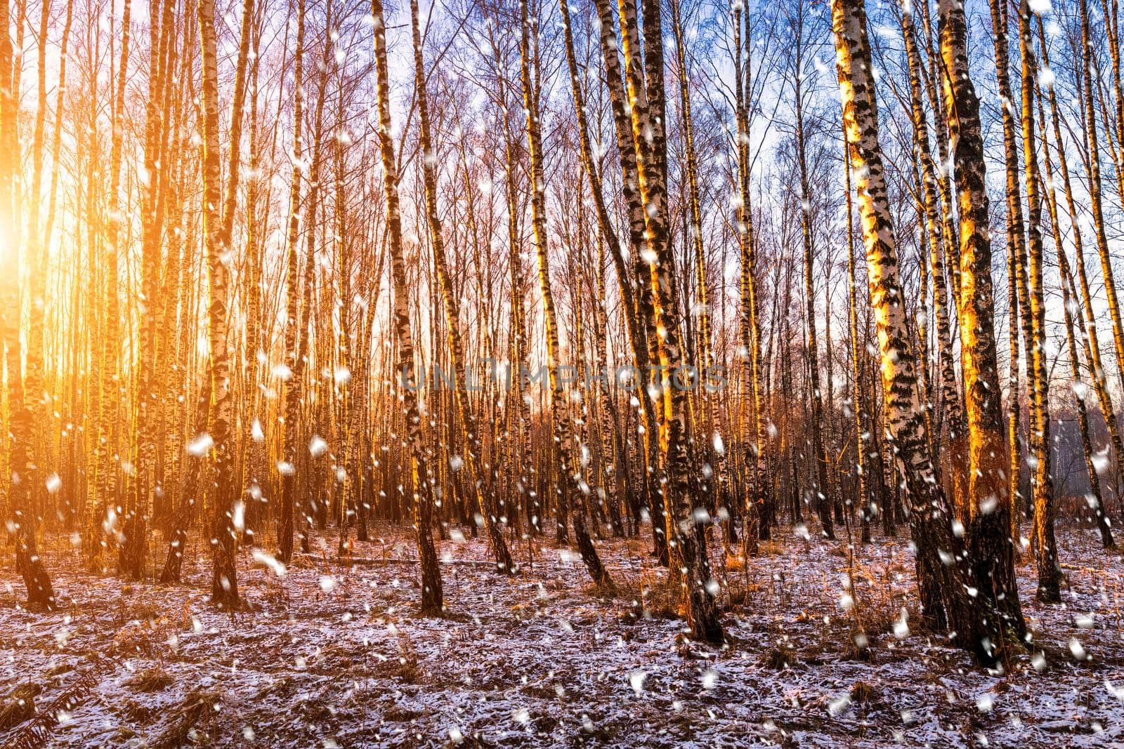 Sunset or sunrise in a birch grove with a falling snow. Rows of birch trunks with the sun's rays. Snowfall. by Eugene_Yemelyanov