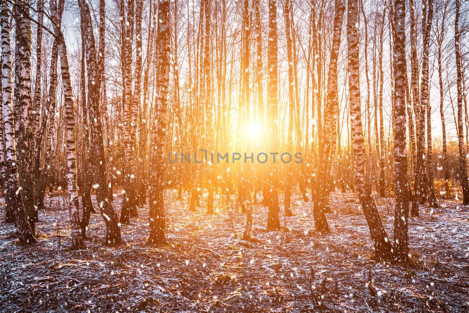 Sunset or sunrise in a birch grove with a falling snow. Rows of birch trunks with the sun's rays passing through them. Snowfall.