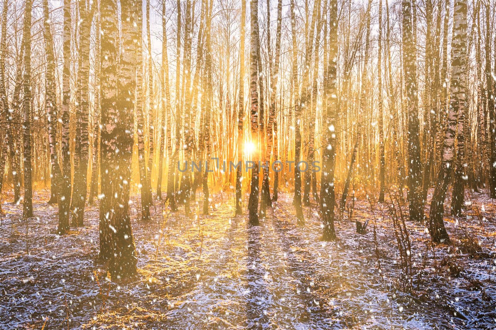 Sunset or sunrise in a birch grove with a falling snow. Rows of birch trunks with the sun's rays passing through them. Snowfall.