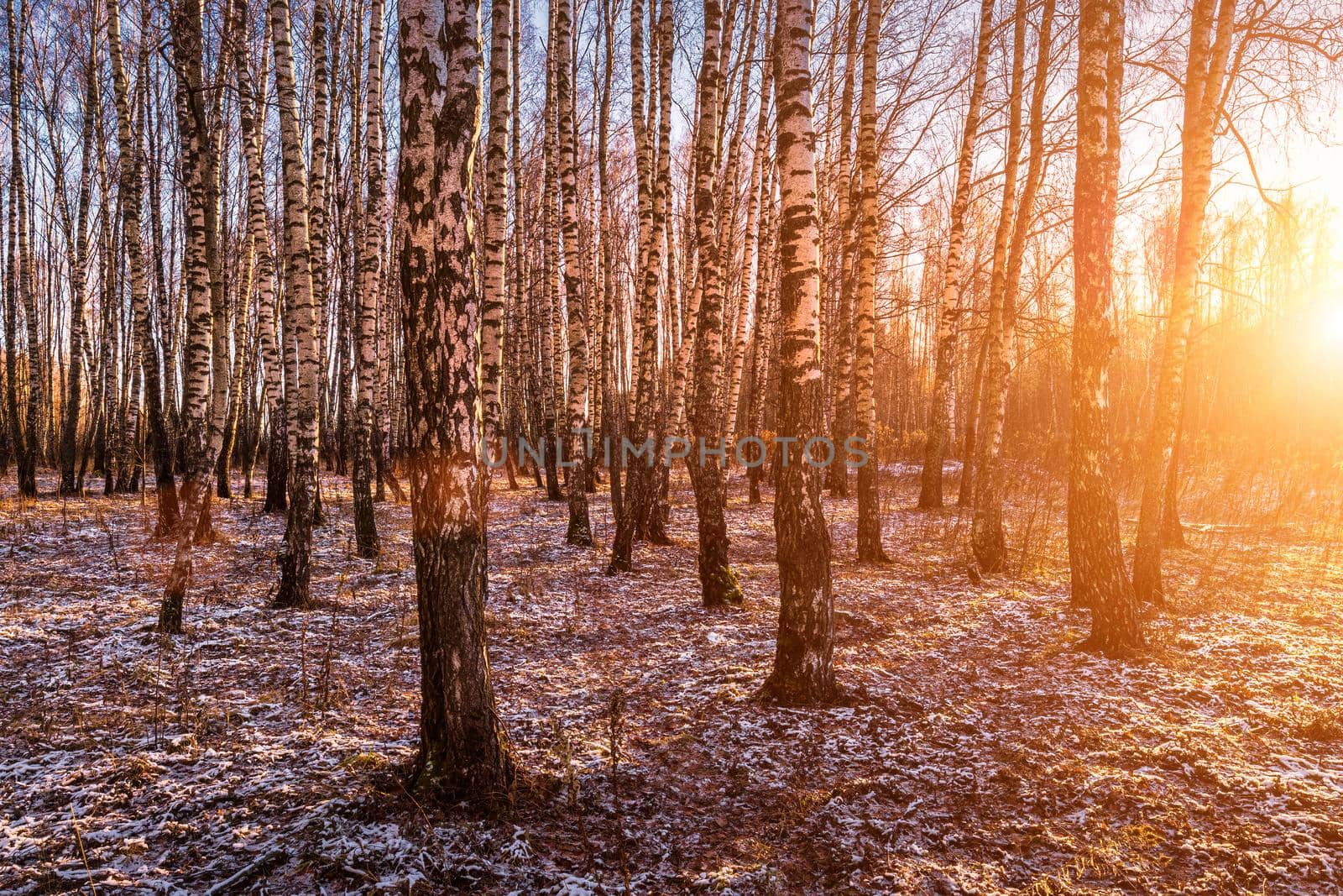 Sunset or sunrise in a birch grove with a first winter snow on earth. Rows of birch trunks with the sun's rays passing through them.