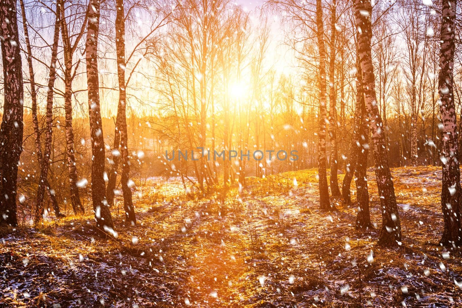 Sunset or sunrise in a birch grove with a falling snow. Rows of birch trunks with the sun's rays. Snowfall. by Eugene_Yemelyanov