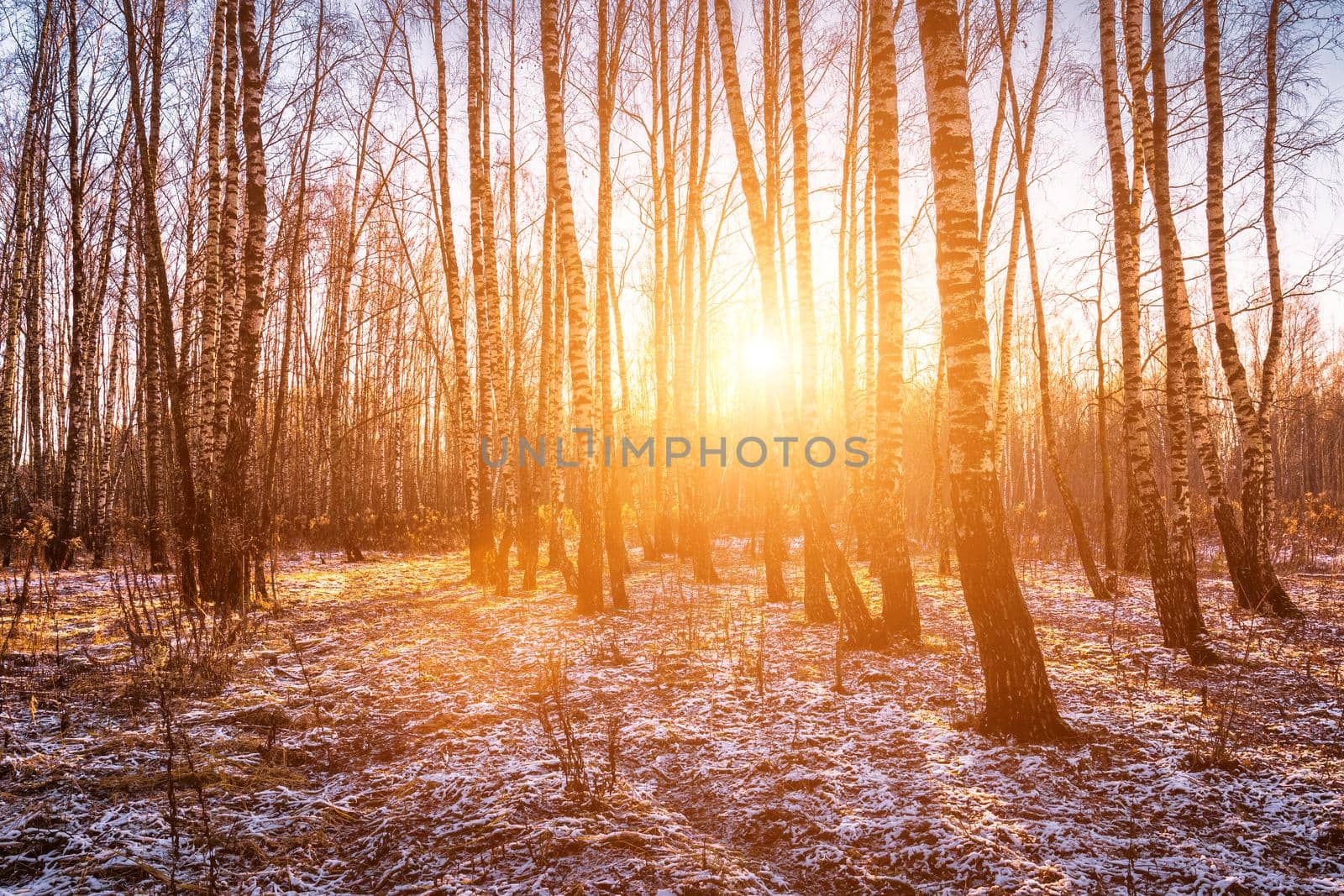 Sunset or sunrise in a birch grove with a first winter snow. Rows of birch trunks with the sun's rays. by Eugene_Yemelyanov