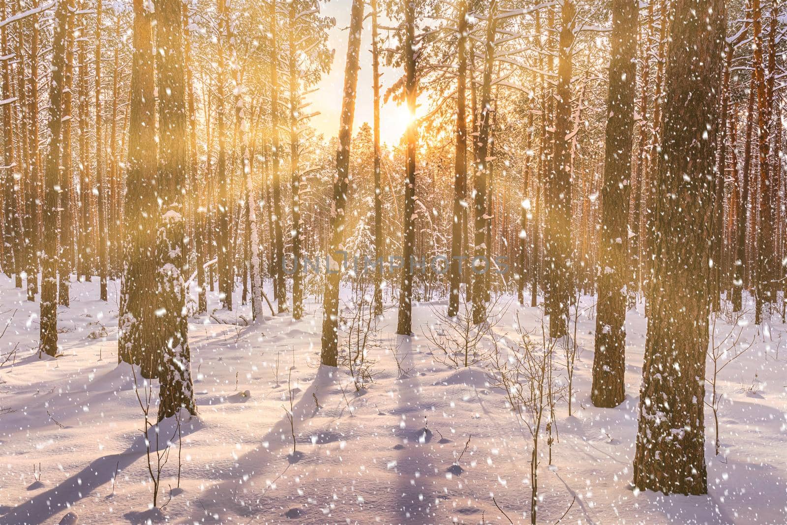 Sunset in the winter pine forest with falling snow. Rows of pine trunks with the sun's rays passing through them. Snowfall. by Eugene_Yemelyanov