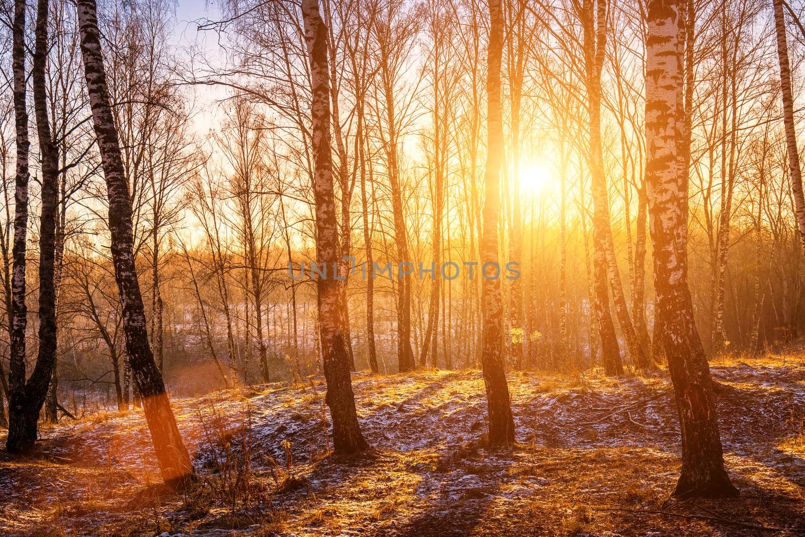 Sunset or sunrise in a birch grove with a first winter snow. Rows of birch trunks with the sun's rays. by Eugene_Yemelyanov