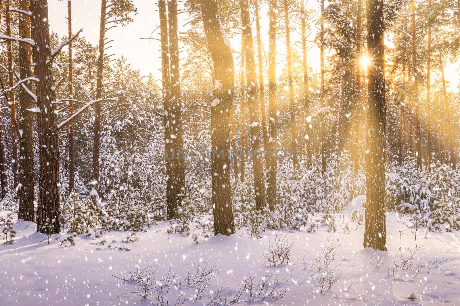 Sunset in the winter pine forest with falling snow. Rows of pine trunks with the sun's rays passing through them. Snowfall. by Eugene_Yemelyanov