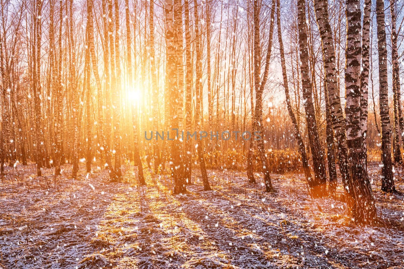 Sunset or sunrise in a birch grove with a falling snow. Rows of birch trunks with the sun's rays passing through them. Snowfall.