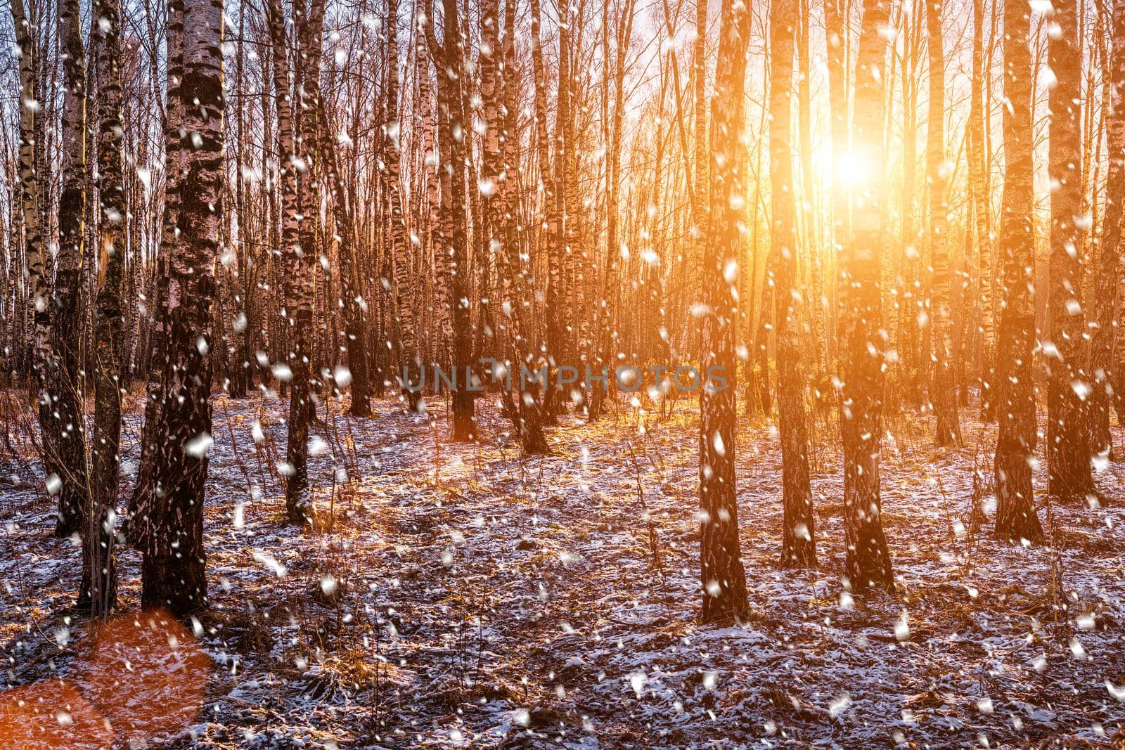 Sunset or sunrise in a birch grove with a falling snow. Rows of birch trunks with the sun's rays. Snowfall. by Eugene_Yemelyanov