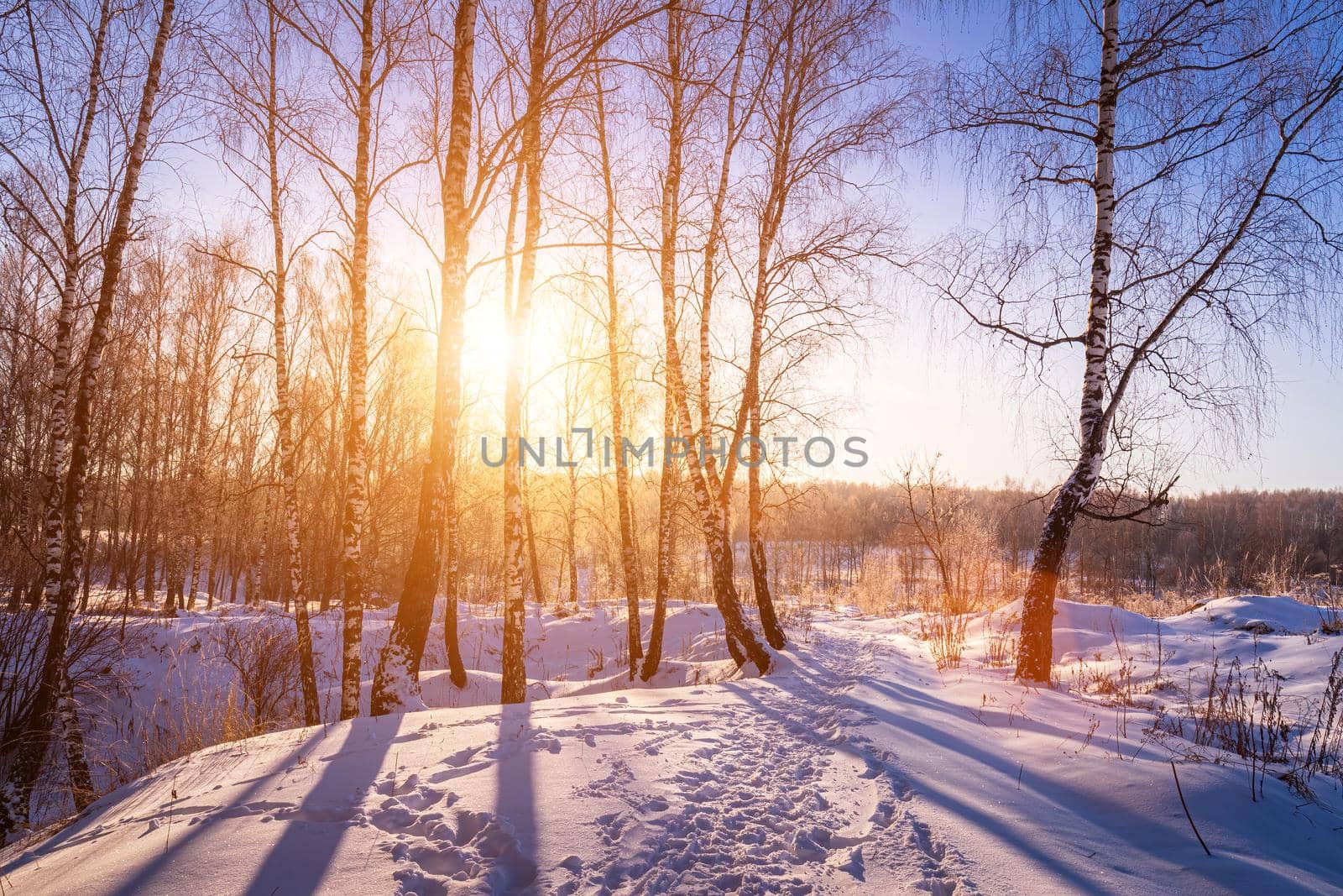 Sunset or sunrise in a birch grove with winter snow. Rows of birch trunks with the sun's rays. by Eugene_Yemelyanov