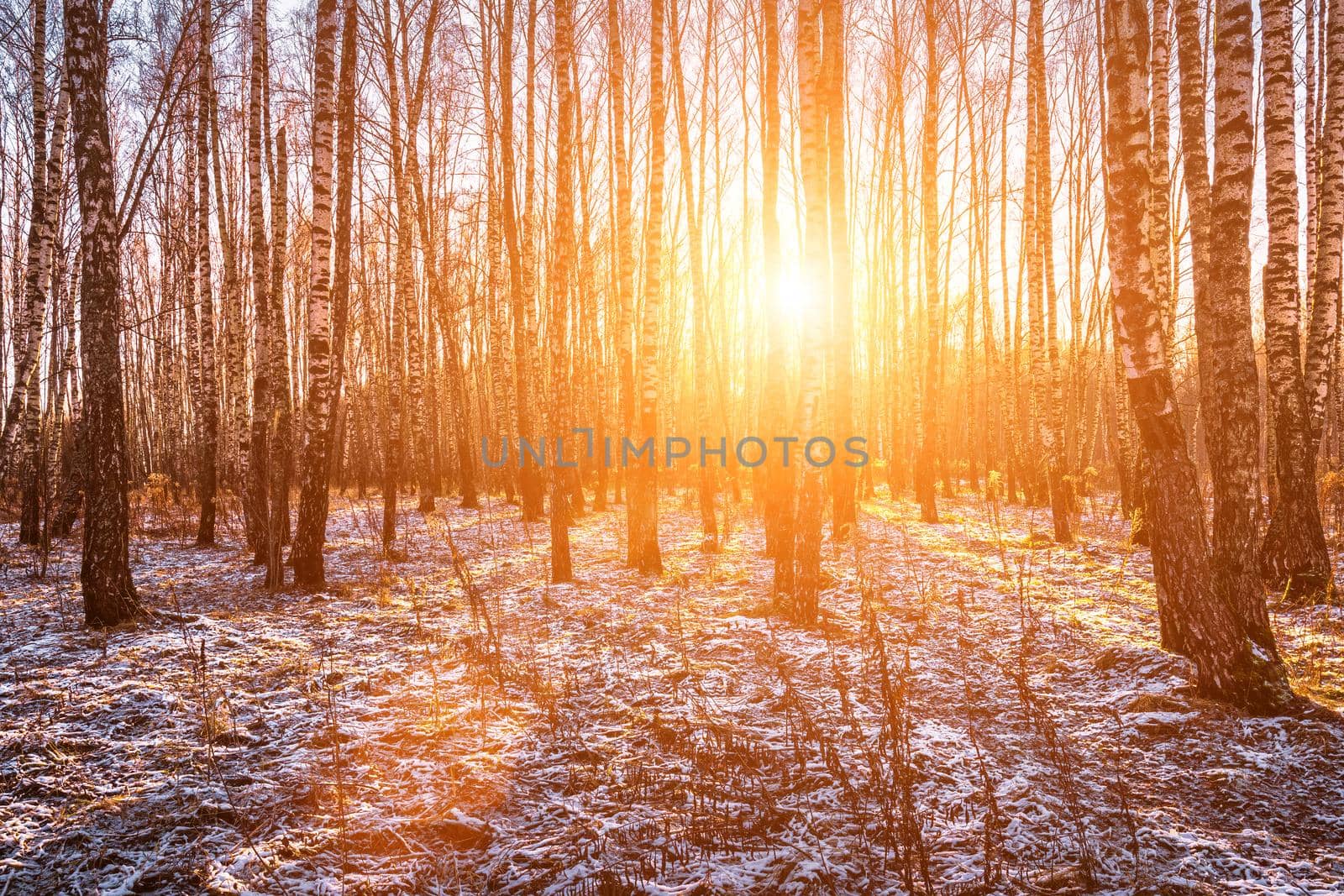 Sunset or sunrise in a birch grove with a first winter snow on earth. Rows of birch trunks with the sun's rays passing through them.