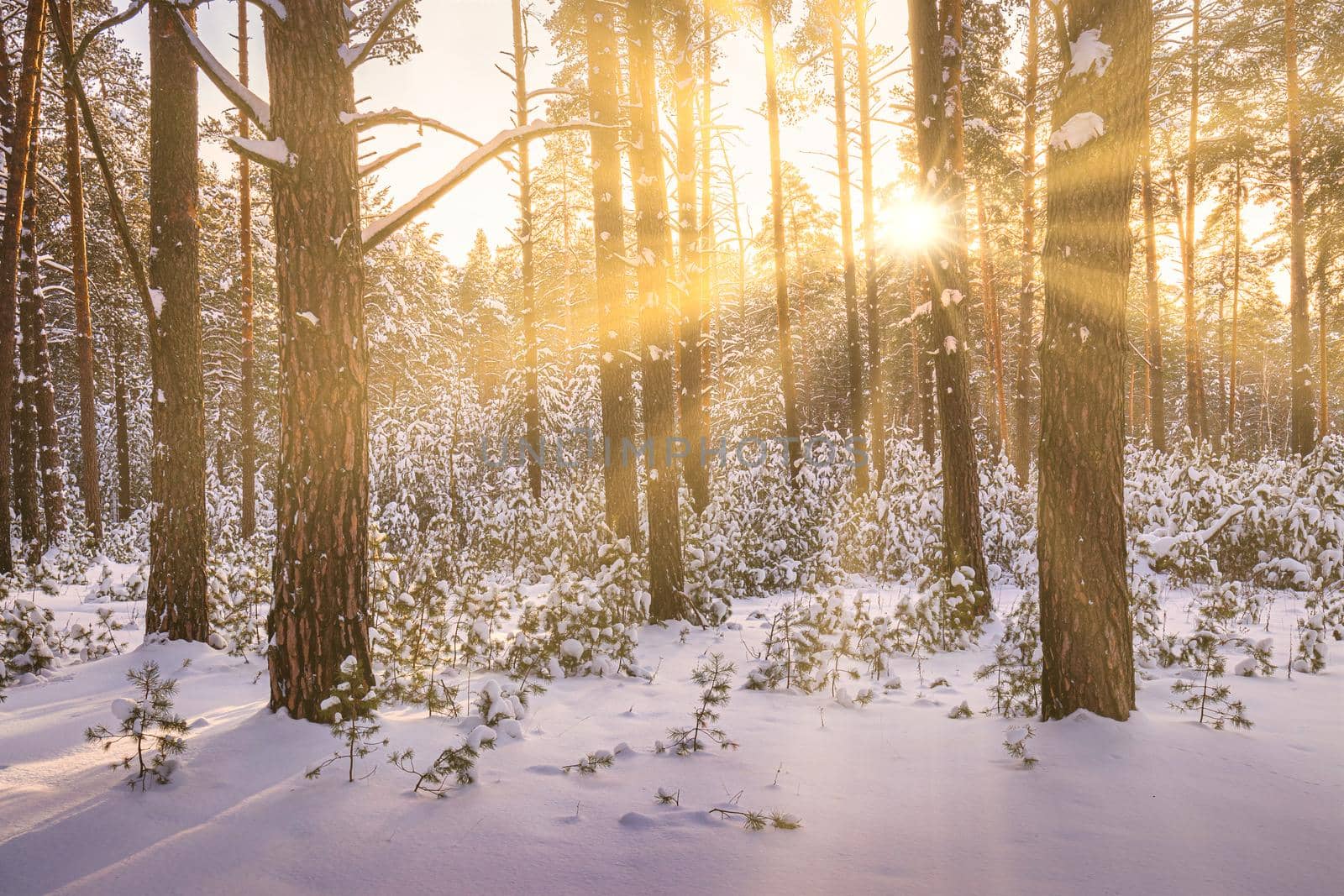 Sunset or sunrise in the winter pine forest covered with a snow. Rows of pine trunks with the sun's rays passing through them. Snowfall.