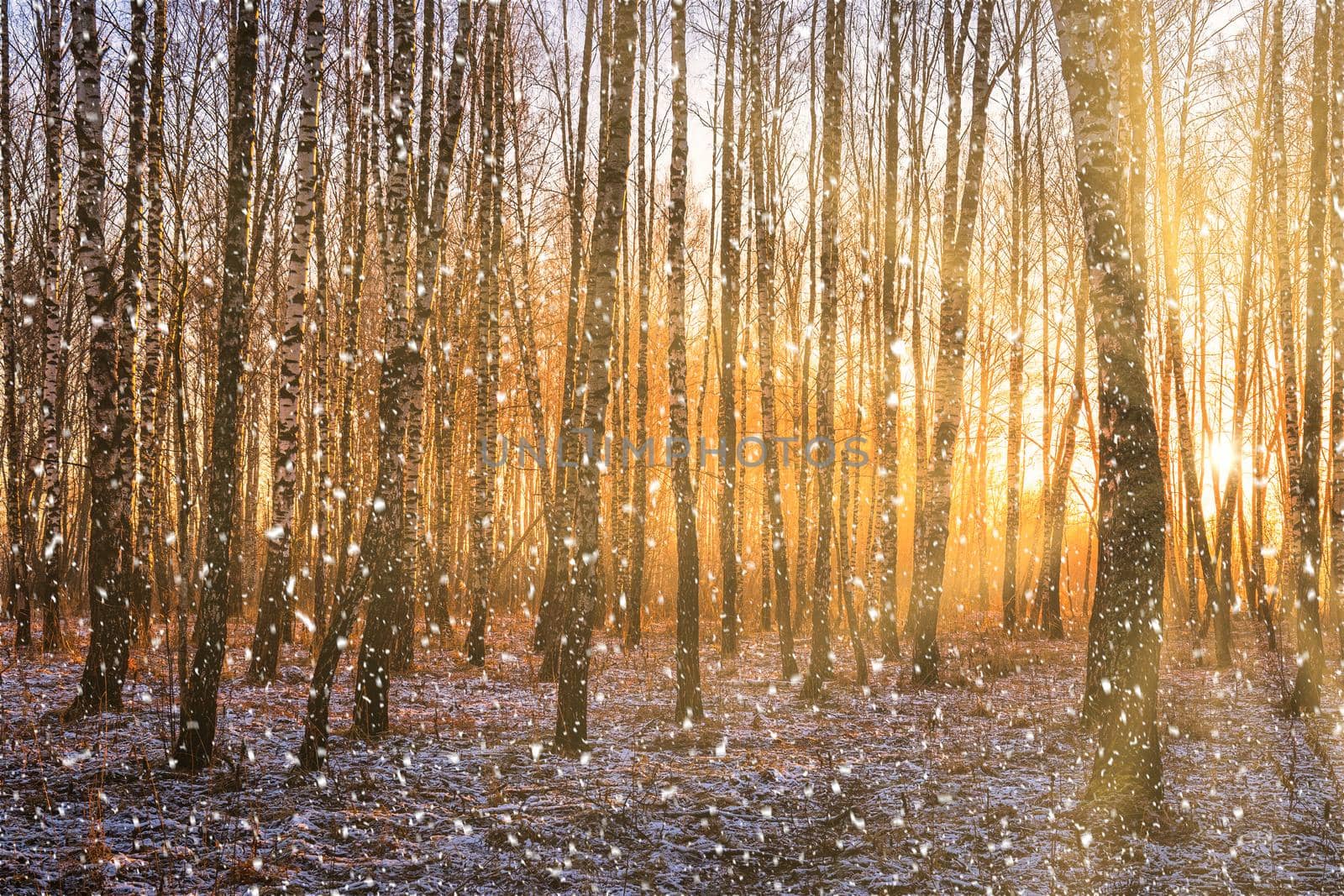 Sunset or sunrise in a birch grove with a falling snow. Rows of birch trunks with the sun's rays. Snowfall. by Eugene_Yemelyanov