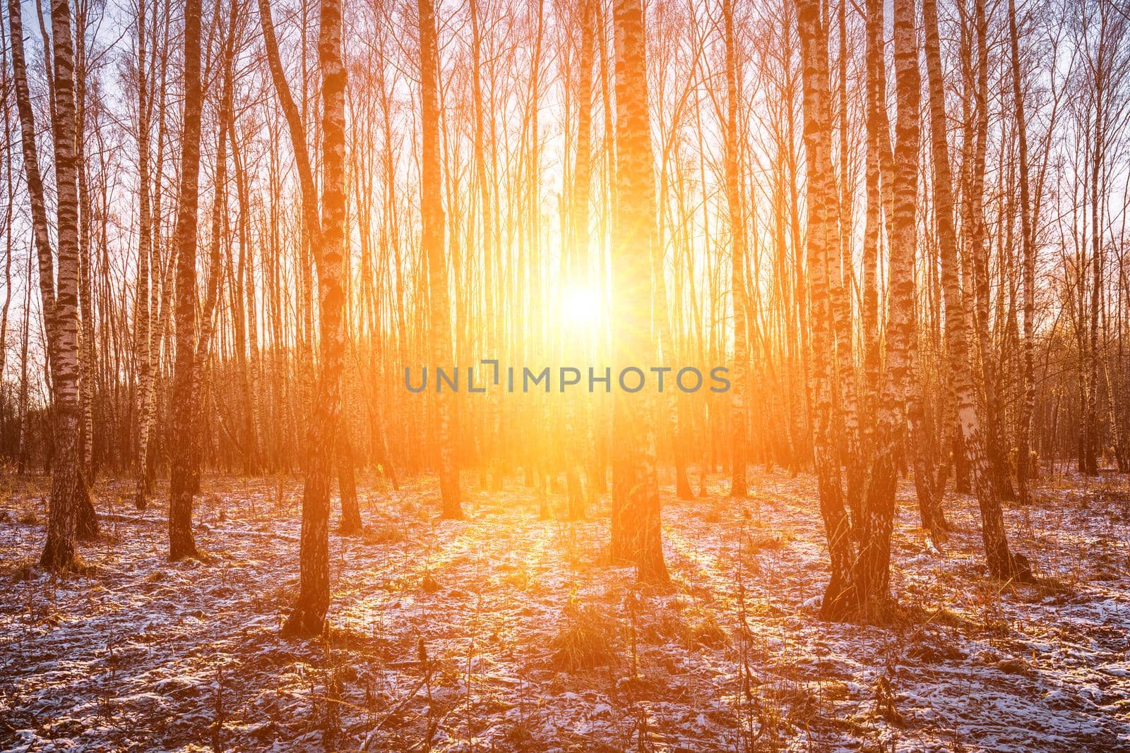 Sunset or sunrise in a birch grove with a first winter snow on earth. Rows of birch trunks with the sun's rays passing through them.