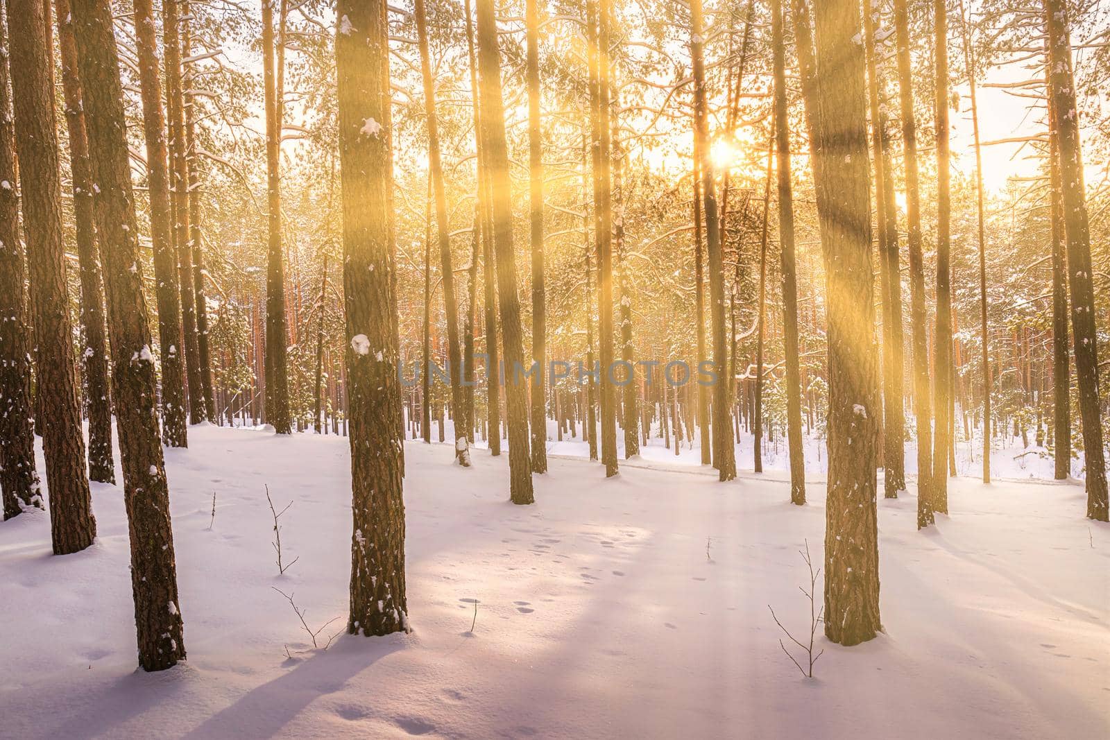 Sunset or sunrise in the winter pine forest covered with a snow. Rows of pine trunks with the sun's rays passing through them. Snowfall.