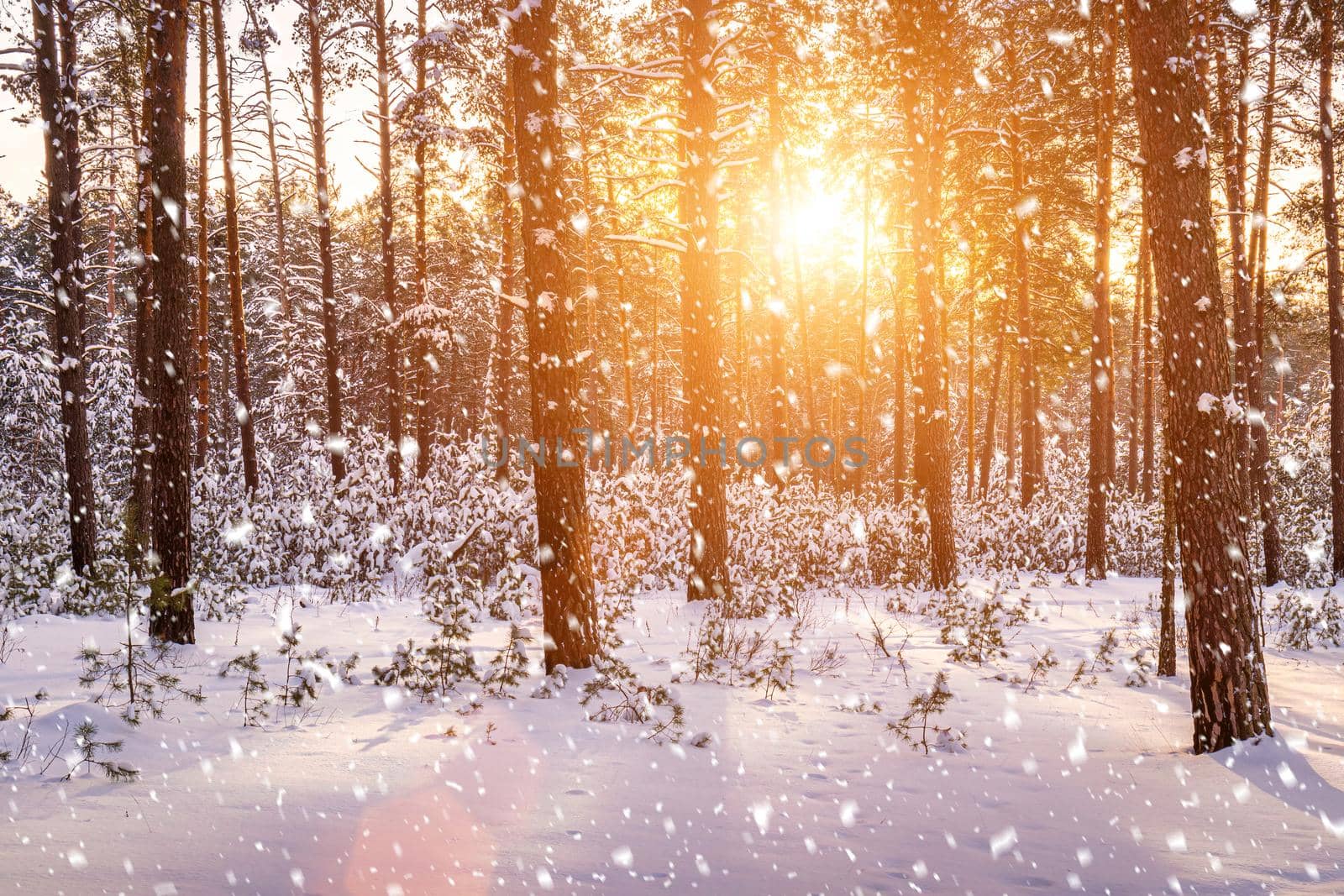 Sunset in the winter pine forest with falling snow. Rows of pine trunks with the sun's rays passing through them. Snowfall. by Eugene_Yemelyanov