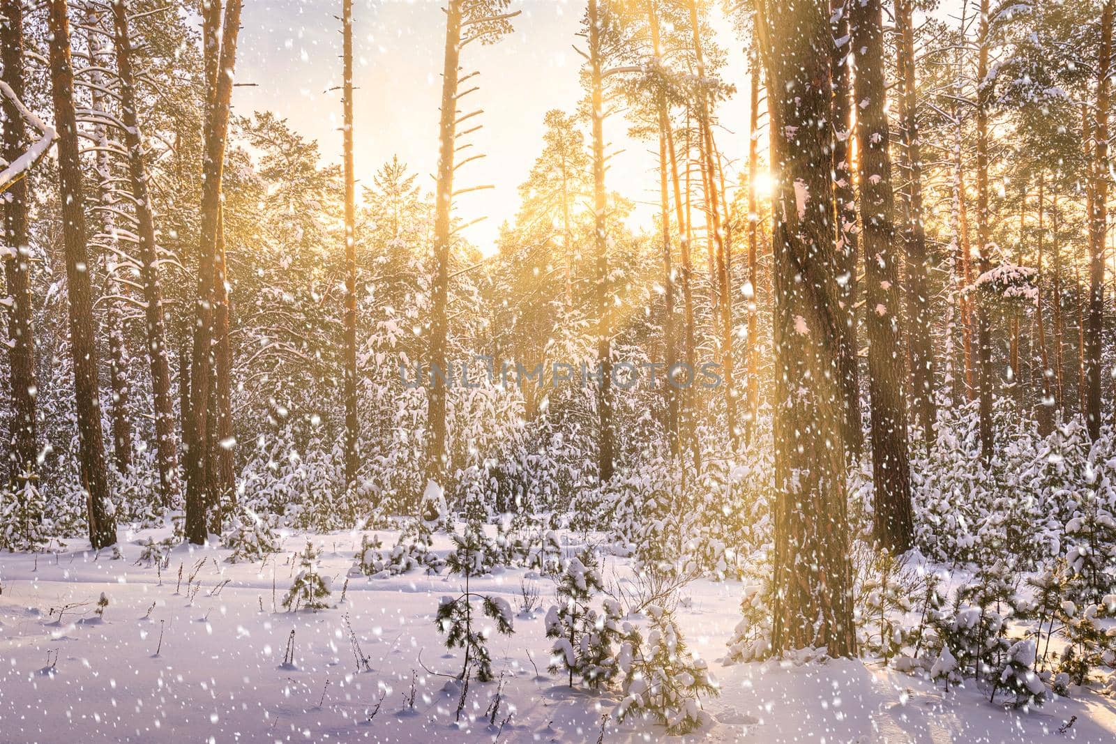 Sunset or sunrise in the winter pine forest with falling snow. Rows of pine trunks with the sun's rays passing through them. Snowfall.