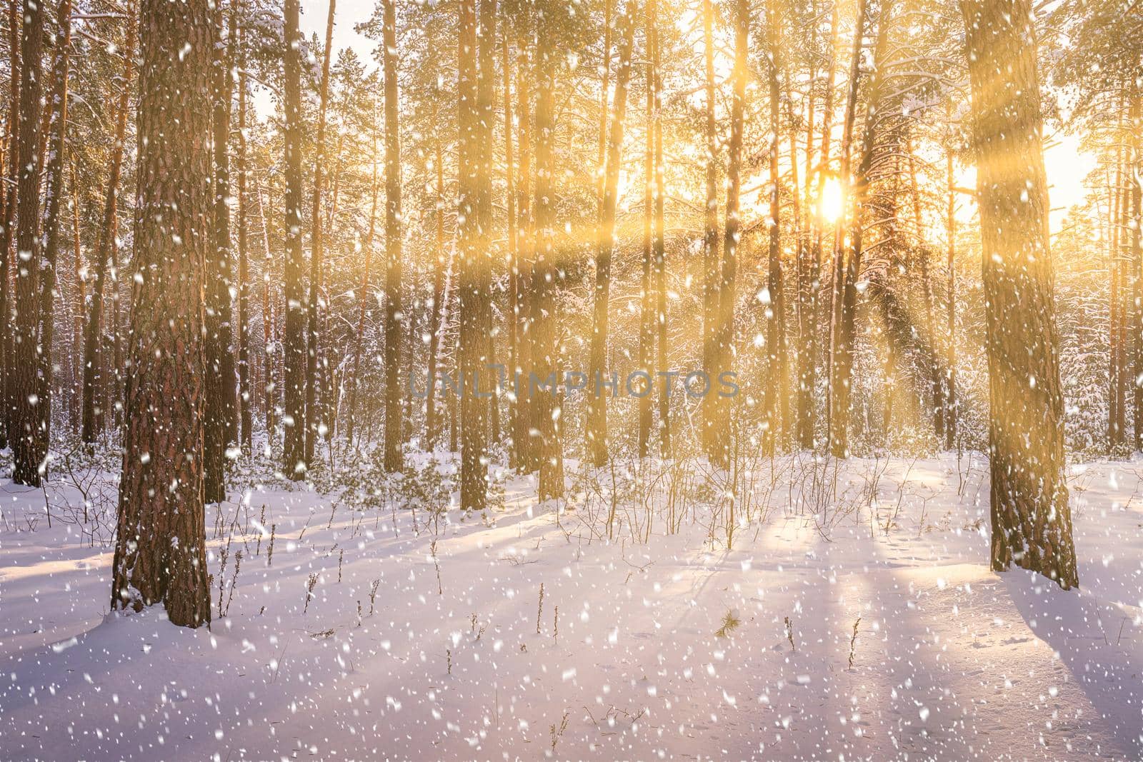 Sunset in the winter pine forest with falling snow. Rows of pine trunks with the sun's rays passing through them. Snowfall. by Eugene_Yemelyanov