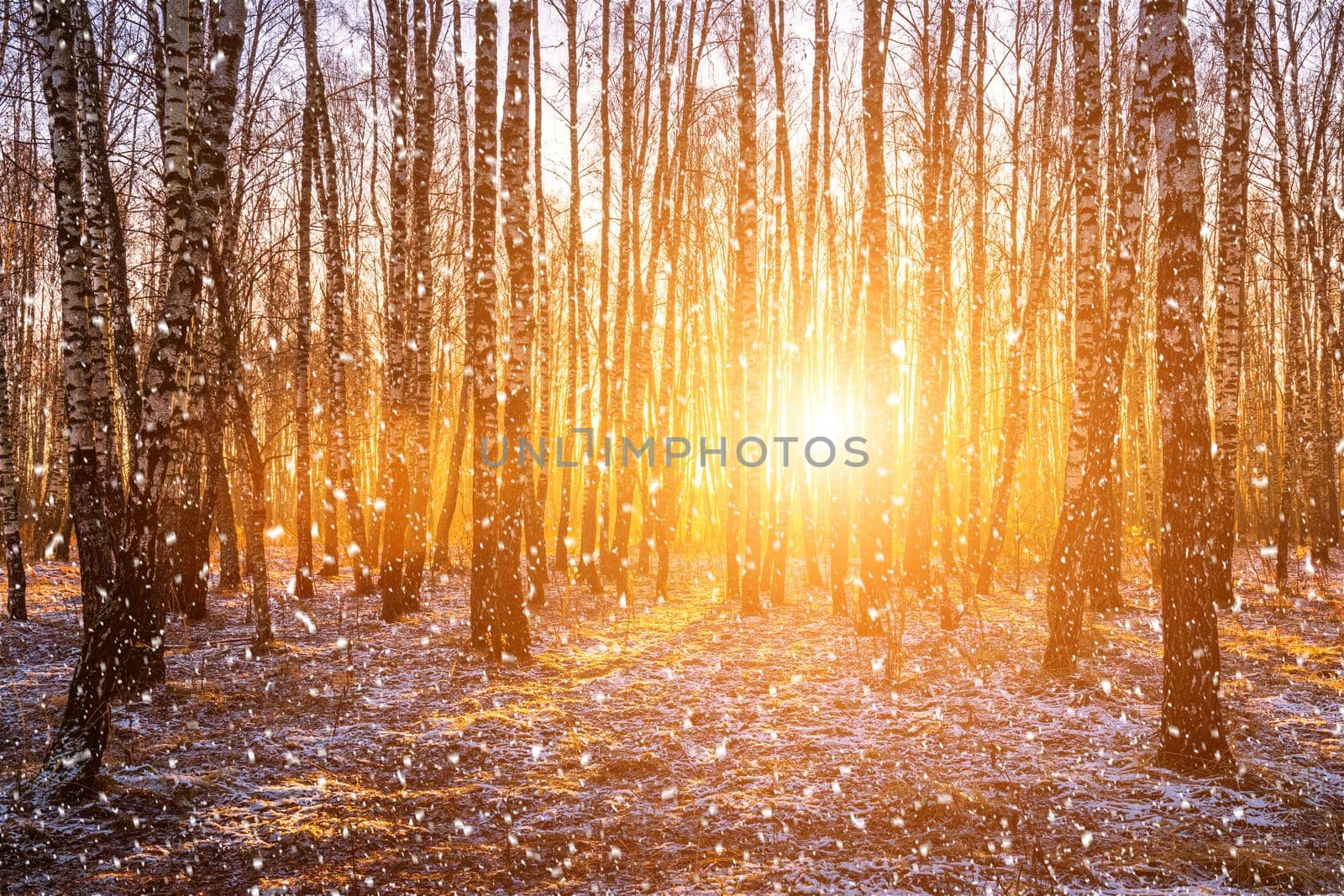 Sunset or sunrise in a birch grove with a falling snow. Rows of birch trunks with the sun's rays passing through them. Snowfall.