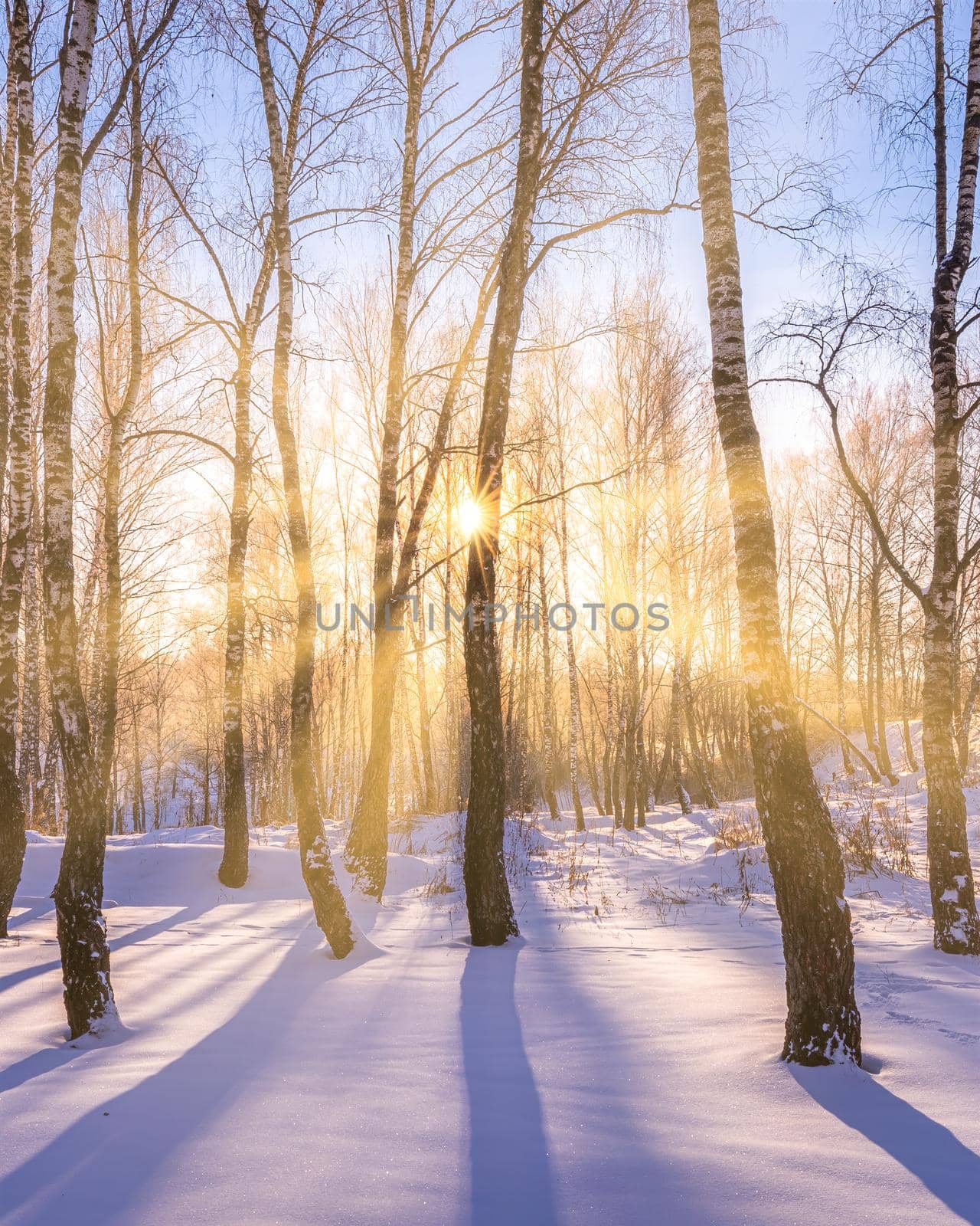 Sunset or sunrise in a birch grove with a winter snow on earth. Rows of birch trunks with the sun's rays passing through them.