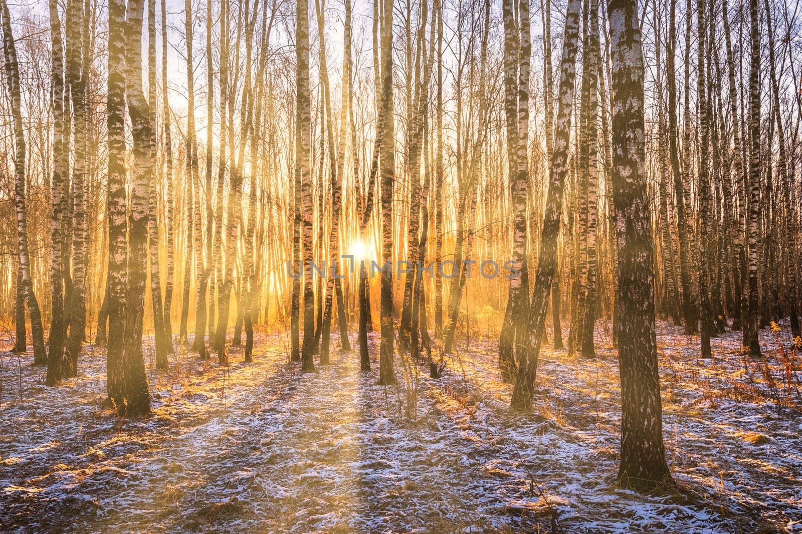 Sunset or sunrise in a birch grove with a first winter snow. Rows of birch trunks with the sun's rays. by Eugene_Yemelyanov