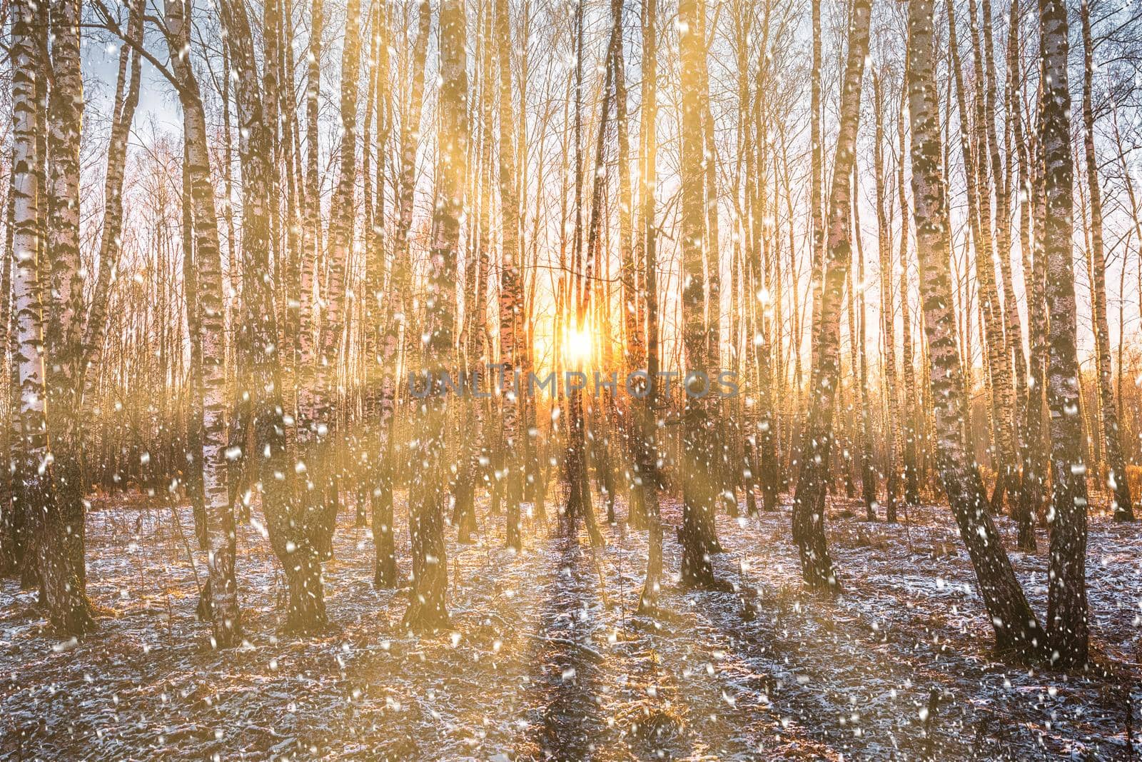 Sunset or sunrise in a birch grove with a falling snow. Rows of birch trunks with the sun's rays passing through them. Snowfall.