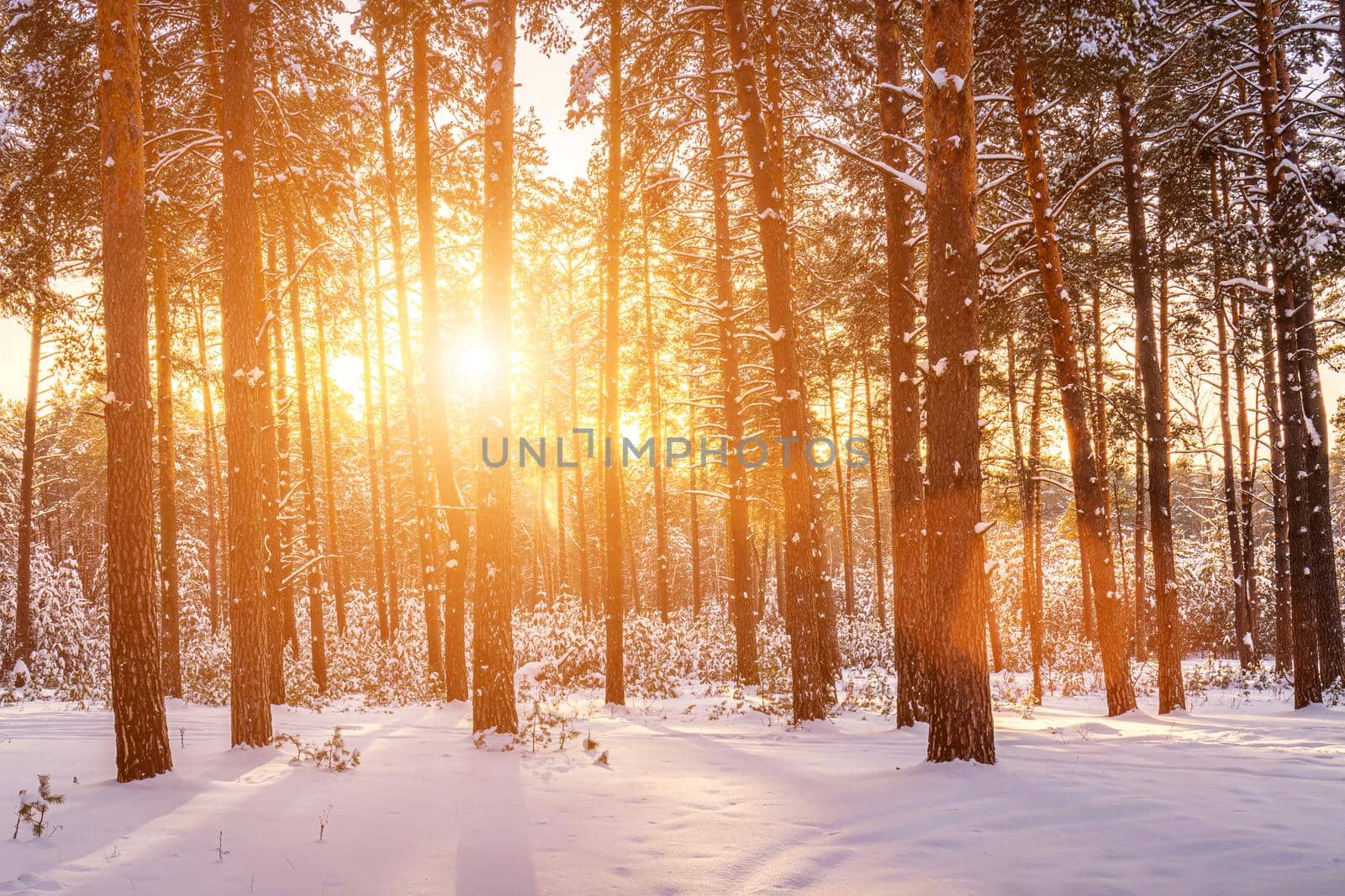 Sunset or sunrise in the winter pine forest covered with a snow. Rows of pine trunks with the sun's rays passing through them. Snowfall.