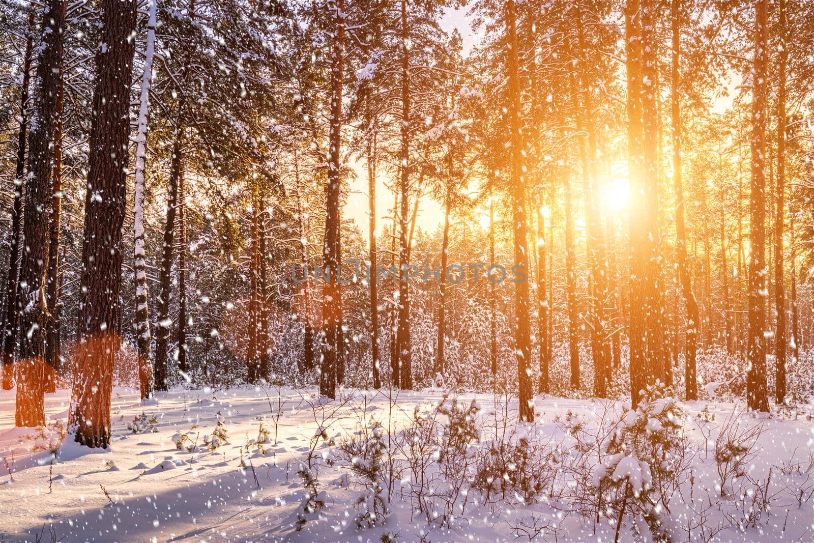 Sunset in the winter pine forest with falling snow. Rows of pine trunks with the sun's rays passing through them. Snowfall. by Eugene_Yemelyanov