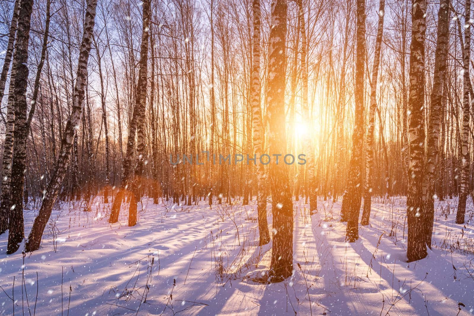 Sunset or sunrise in a birch grove with a falling snow. Rows of birch trunks with the sun's rays. Snowfall. by Eugene_Yemelyanov