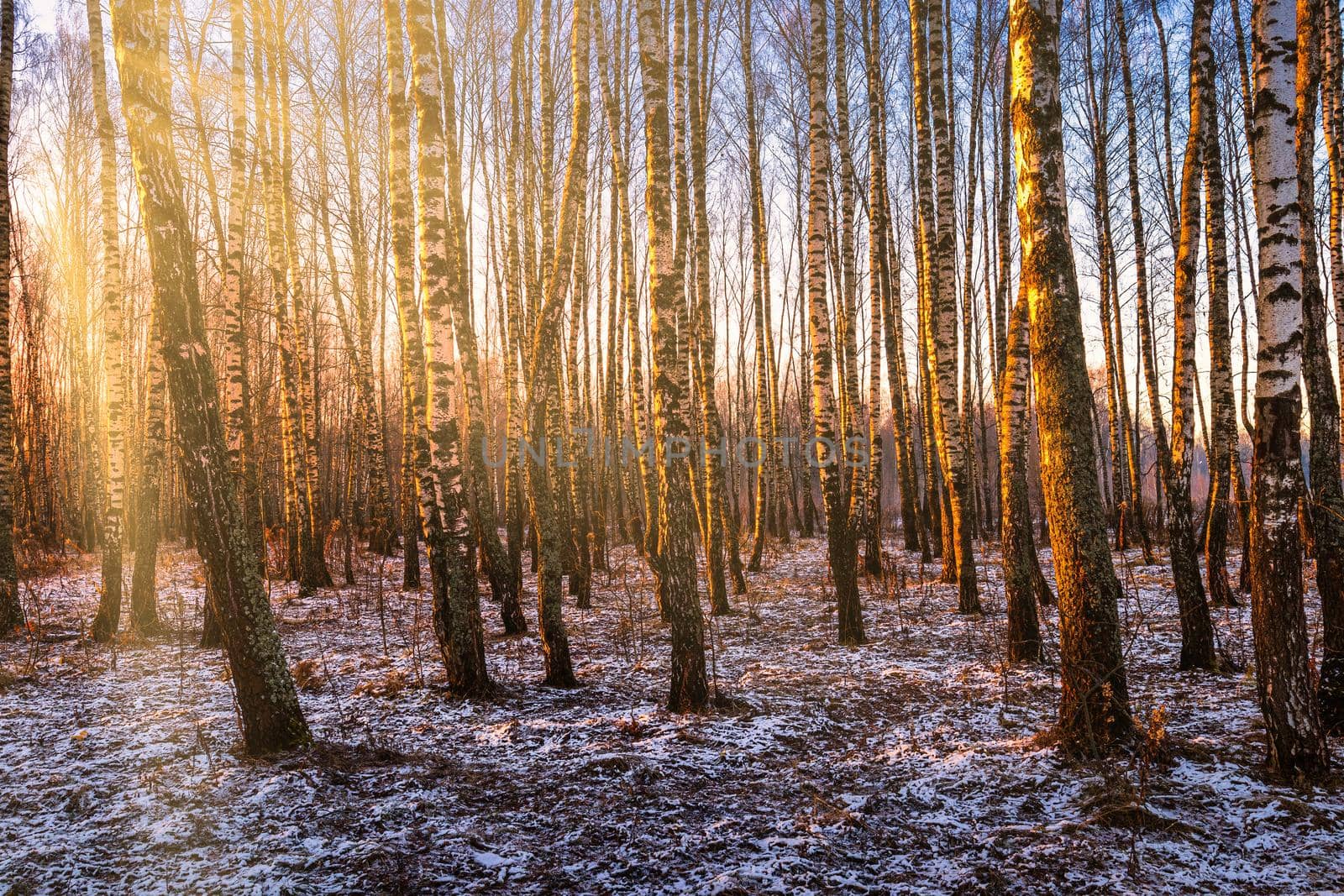 Sunset or sunrise in a birch grove with a first winter snow on earth. Rows of birch trunks with the sun's rays passing through them.