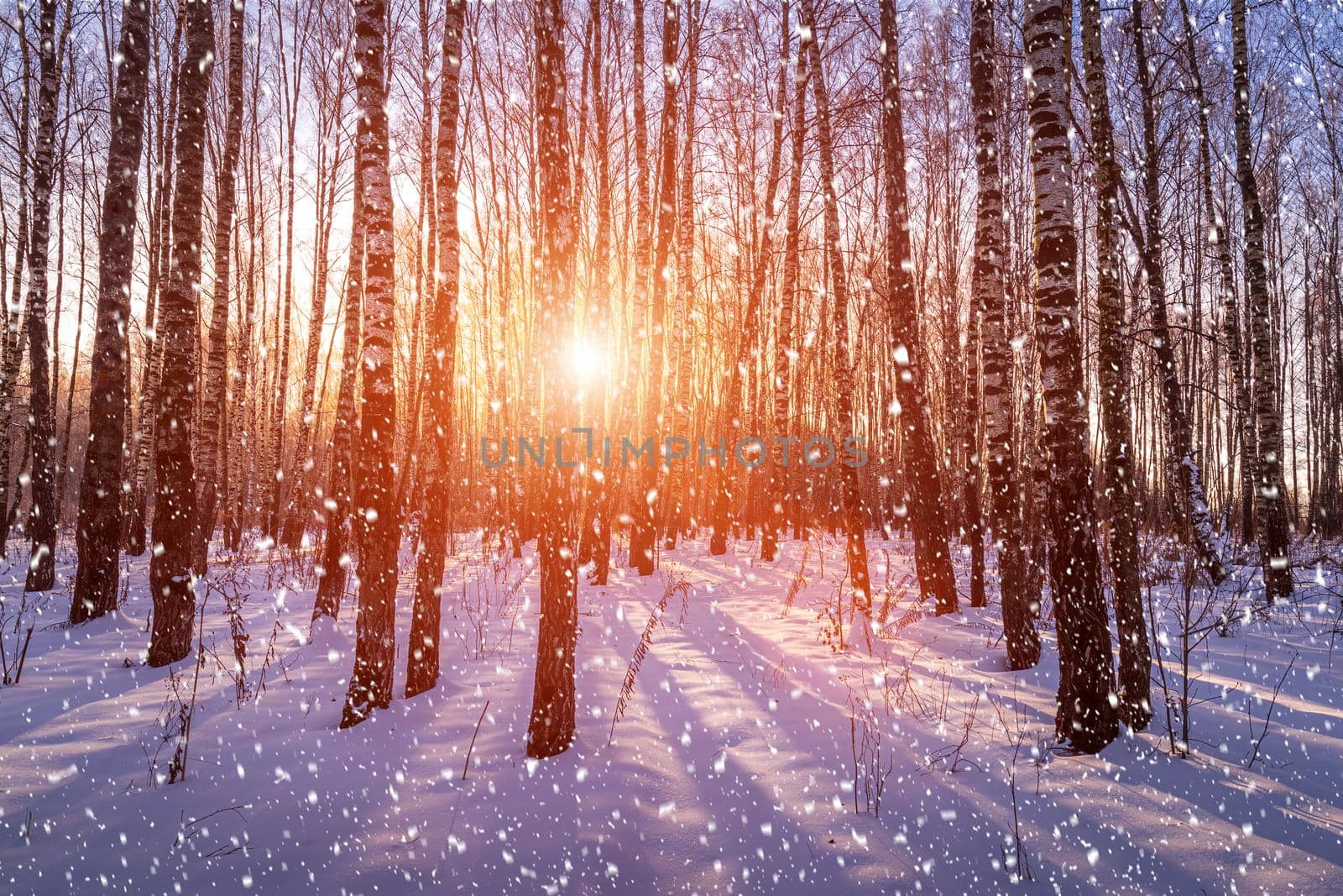 Sunset or sunrise in a birch grove with a falling snow. Rows of birch trunks with the sun's rays passing through them. Snowfall.