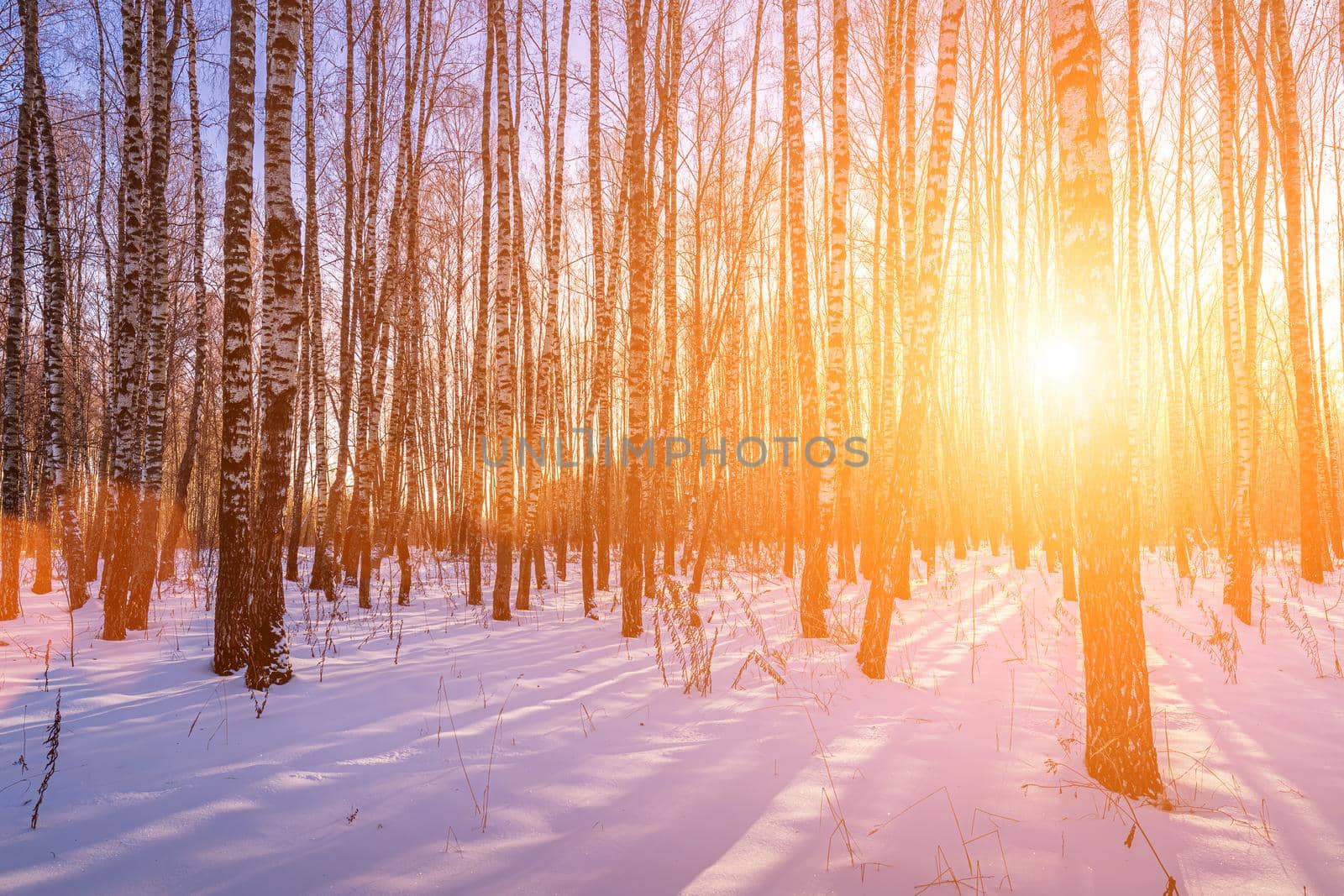 Sunset or sunrise in a birch grove with winter snow. Rows of birch trunks with the sun's rays. by Eugene_Yemelyanov