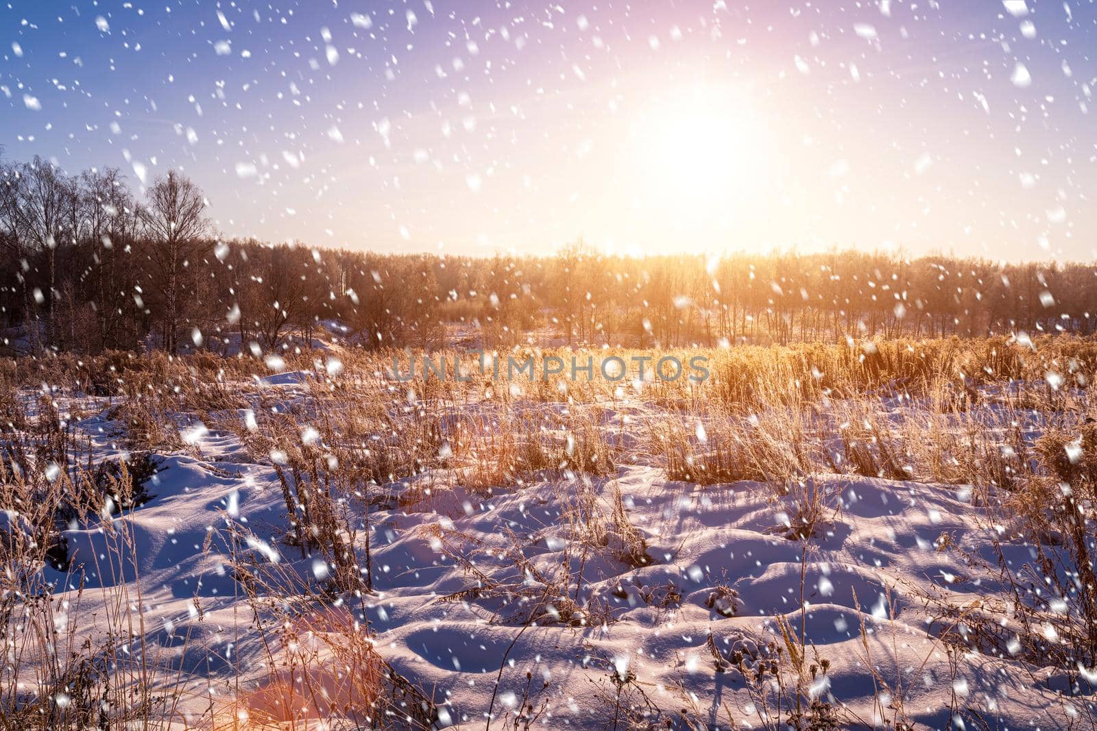Sunrise or sunset in a winter field covered with falling snow and with trees and grass covered with frost. Snowfall.