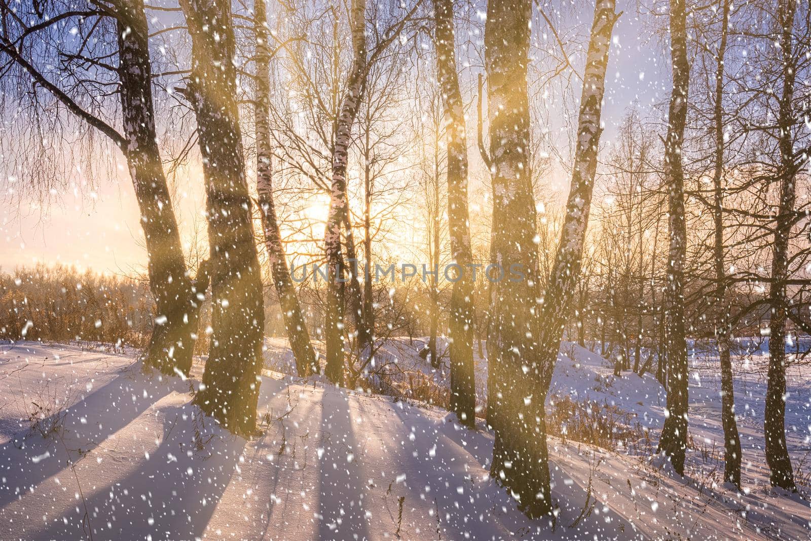 Sunset or sunrise in a birch grove with a falling snow. Rows of birch trunks with the sun's rays passing through them. Snowfall.