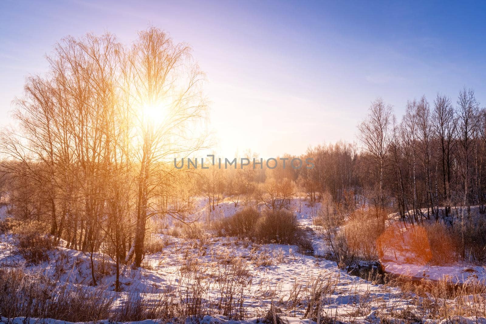 Sunset or sunrise in a birch grove with winter snow. Rows of birch trunks with the sun's rays. by Eugene_Yemelyanov