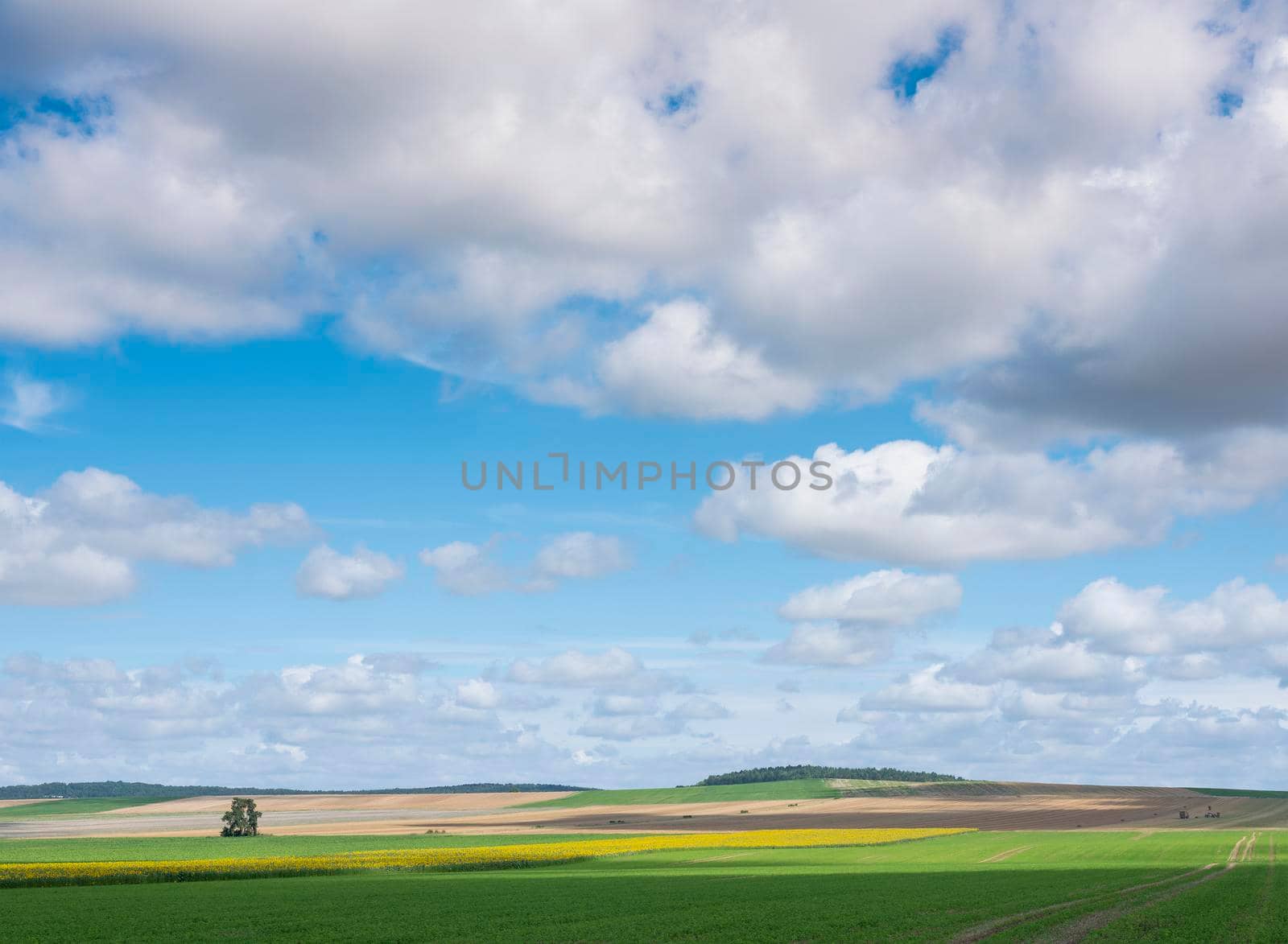 field with sunflowers under blue sky in french champagne ardennes landscape near city of reims by ahavelaar