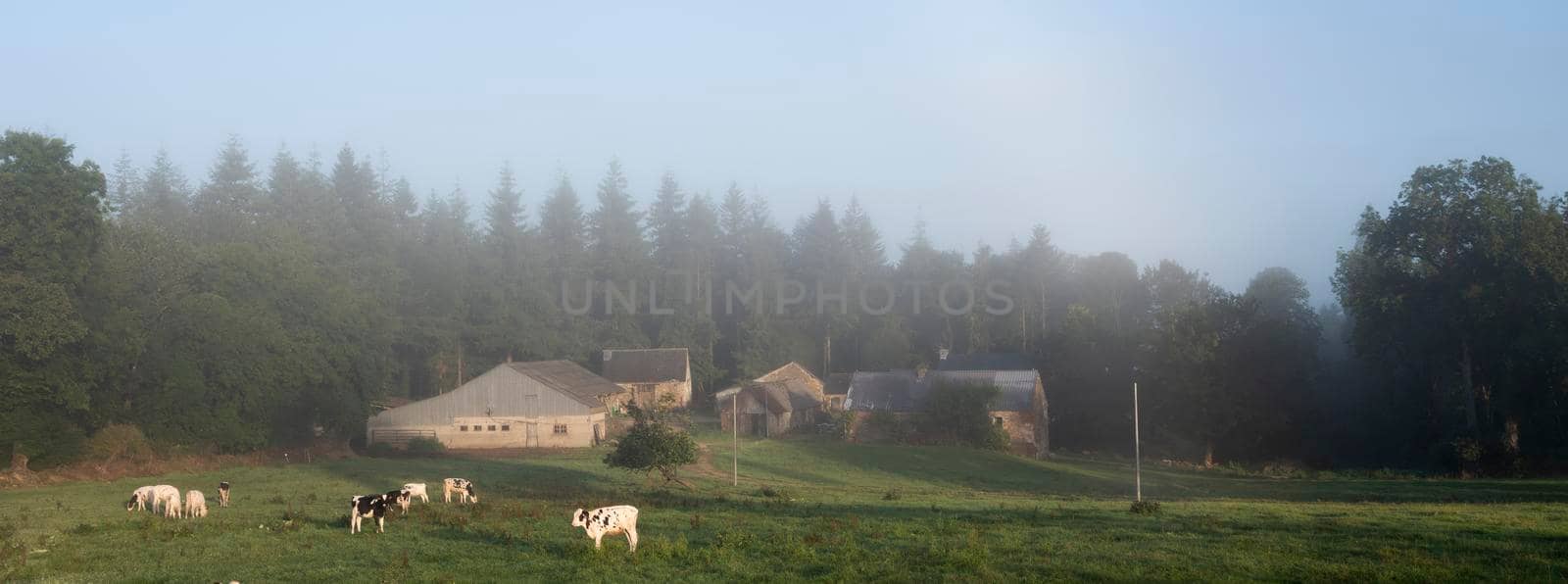 holstein calves near old farm in the centre of french brittany in morning fog by ahavelaar