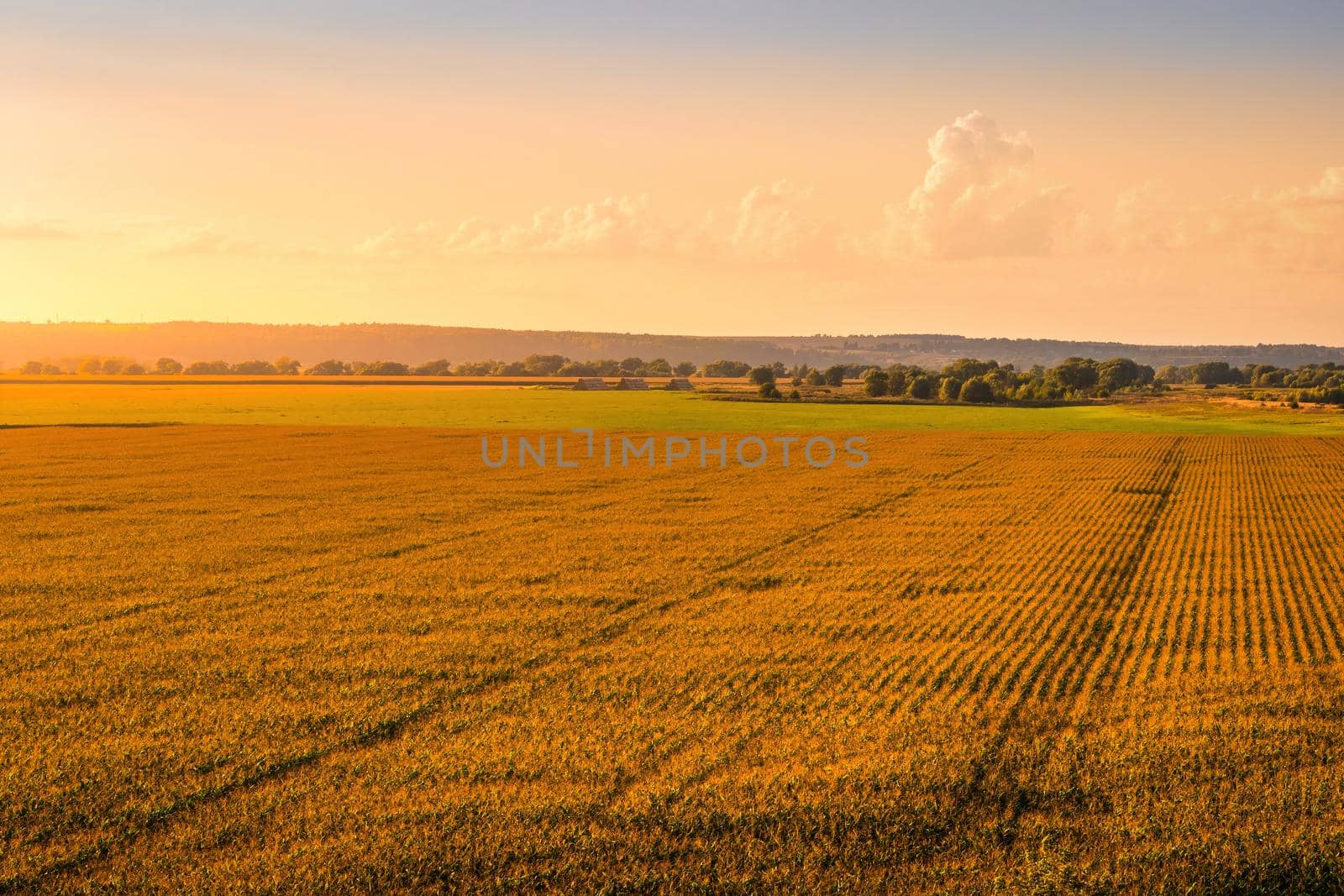 Top view to the rows of young corn in an agricultural field at sunset or sunrise. Rural landscape.