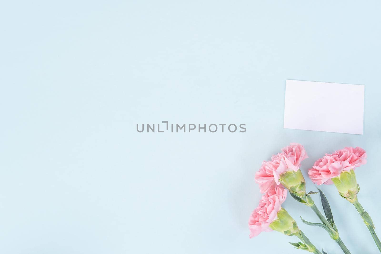 Beautiful, elegant pink carnation flower over bright light blue table background, concept of Mother's Day flower gift, top view, flat lay, overhead