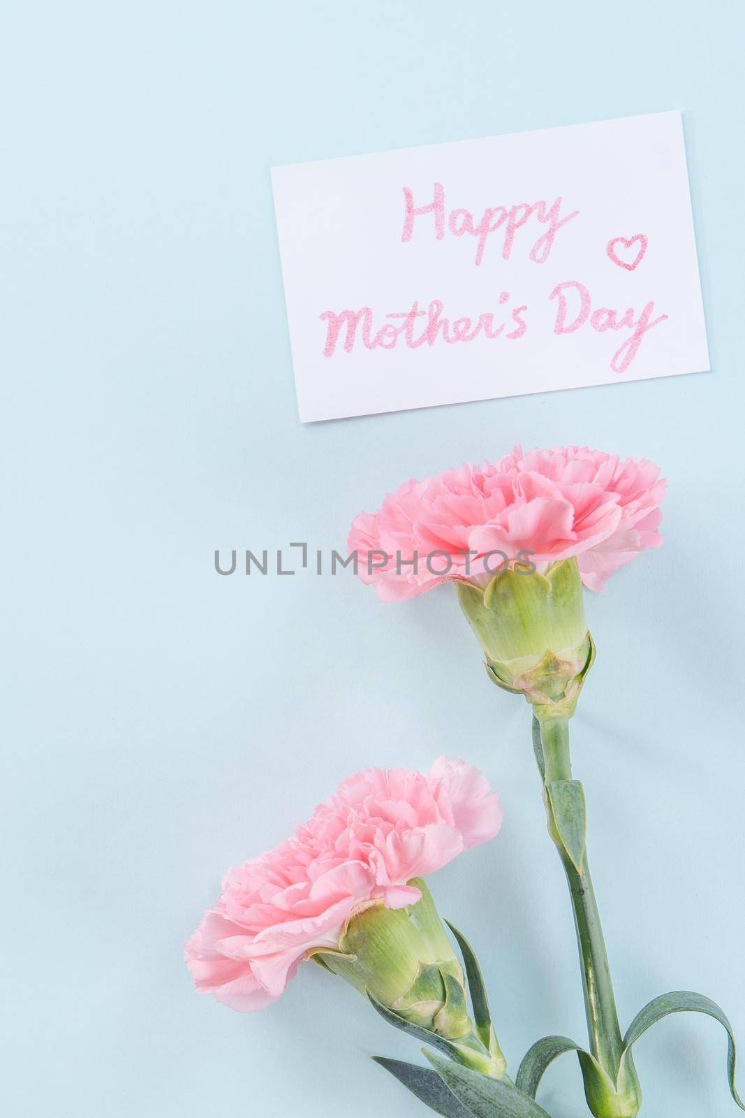 Beautiful, elegant pink carnation flower over bright light blue table background, concept of Mother's Day flower gift, top view, flat lay, overhead