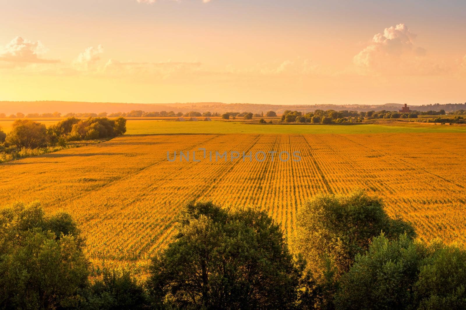 Top view to the rows of young corn in an agricultural field at sunset or sunrise. by Eugene_Yemelyanov