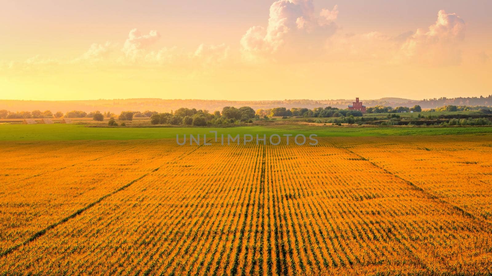 Top view to the rows of young corn in an agricultural field at sunset or sunrise. by Eugene_Yemelyanov