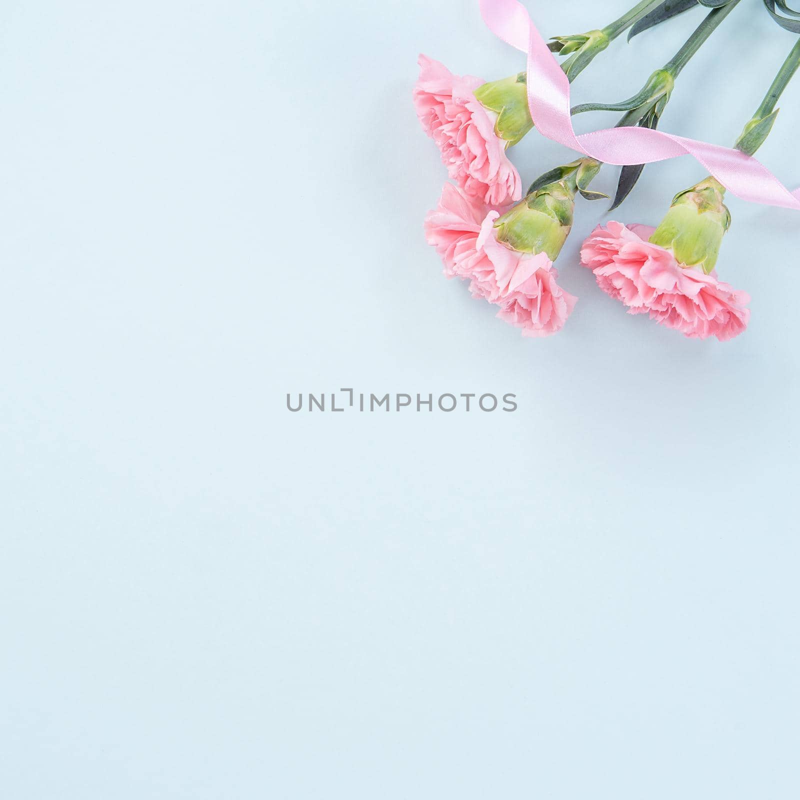 Beautiful, elegant pink carnation flower over bright light blue table background, concept of Mother's Day flower gift, top view, flat lay, overhead