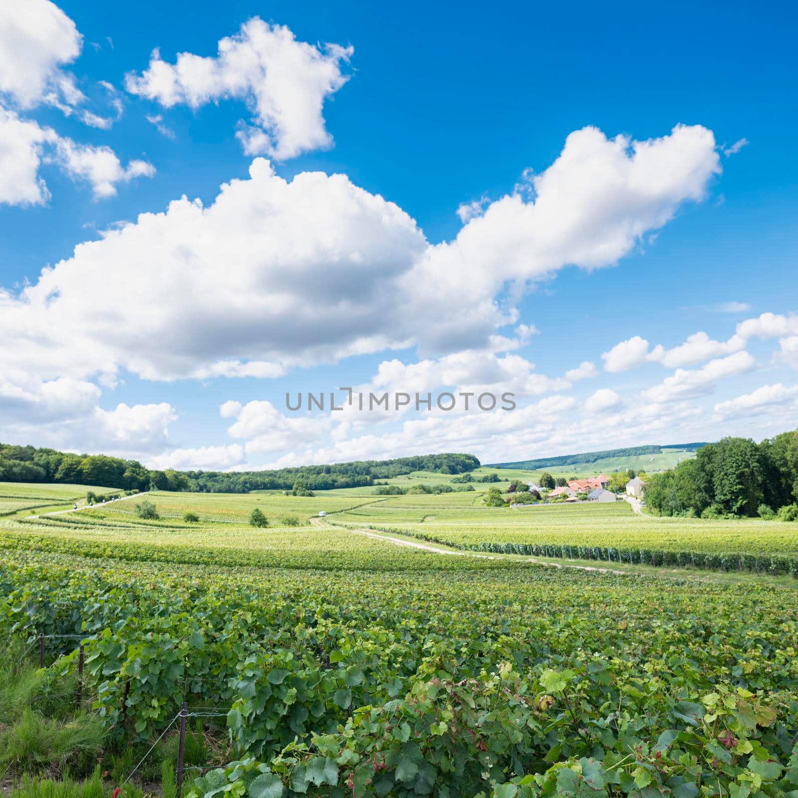 rolling hills in french countryside south of reims under blue sky in summer by ahavelaar