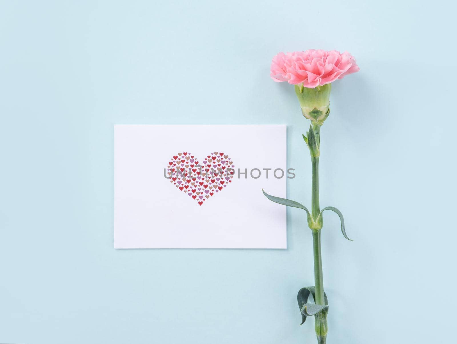 Beautiful, elegant pink carnation flower over bright light blue table background, concept of Mother's Day flower gift, top view, flat lay, overhead