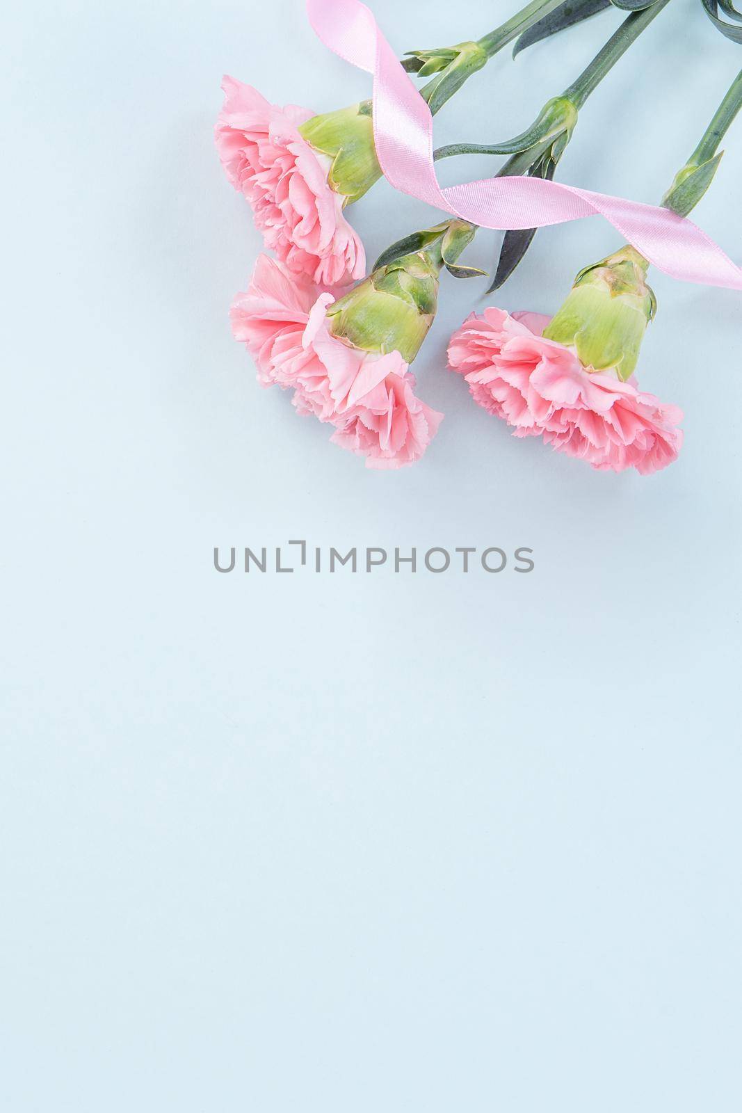 Beautiful, elegant pink carnation flower over bright light blue table background, concept of Mother's Day flower gift, top view, flat lay, overhead