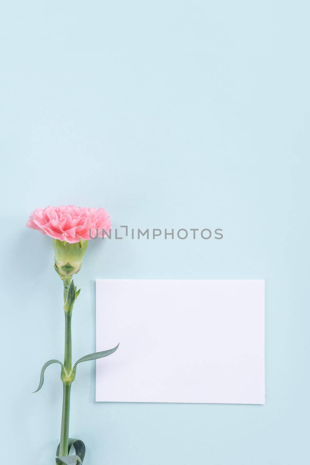 Beautiful, elegant pink carnation flower over bright light blue table background, concept of Mother's Day flower gift, top view, flat lay, overhead