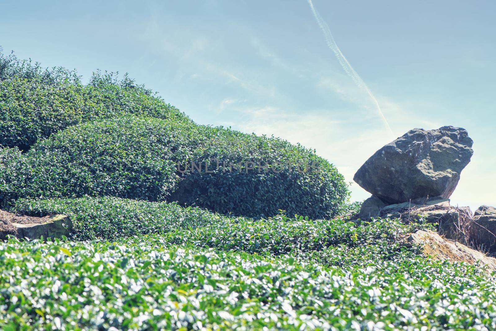 Beautiful green tea crop garden rows scene with blue sky and cloud, design concept for the fresh tea product background, copy space.