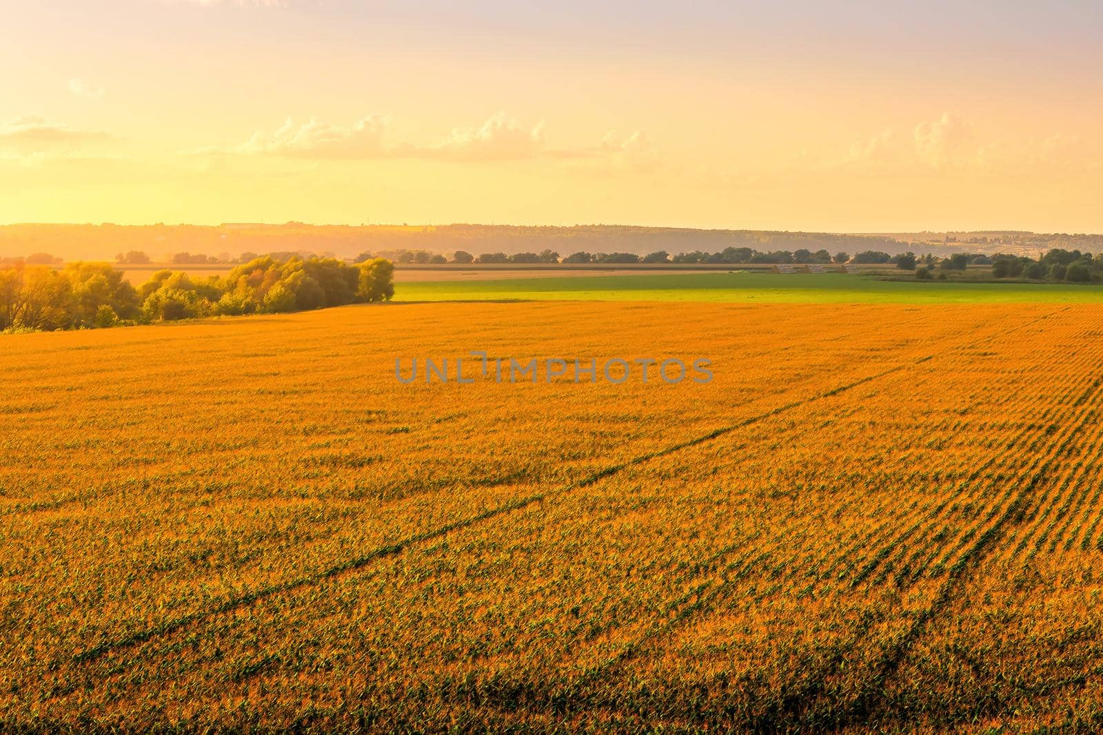 Top view to the rows of young corn in an agricultural field at sunset or sunrise. by Eugene_Yemelyanov