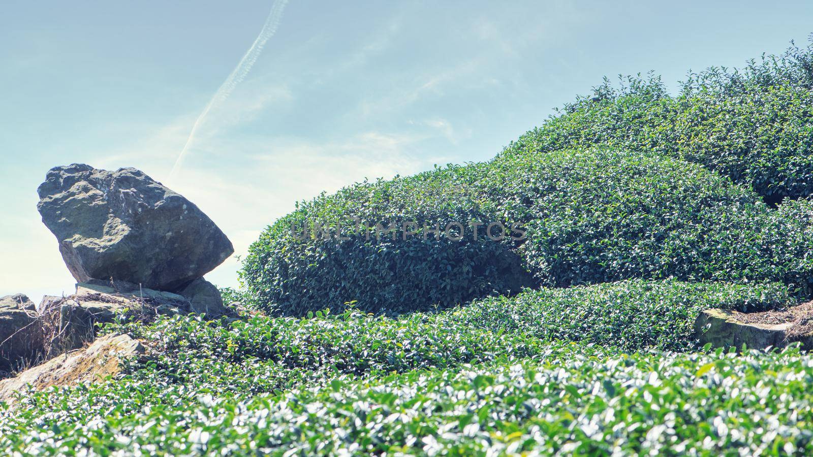 Beautiful green tea crop garden rows scene with blue sky and cloud, design concept for the fresh tea product background, copy space.